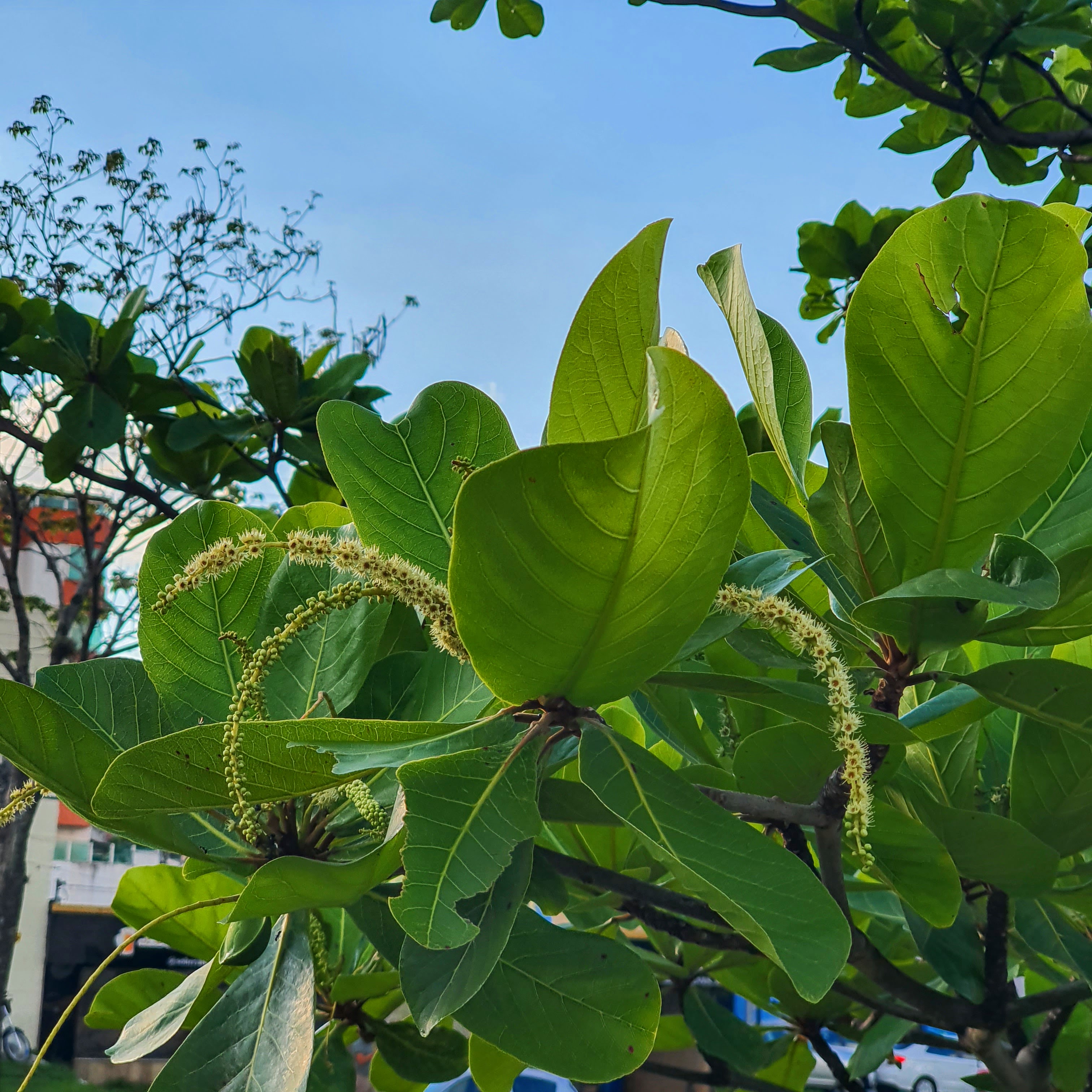 Flores da amendoeira.