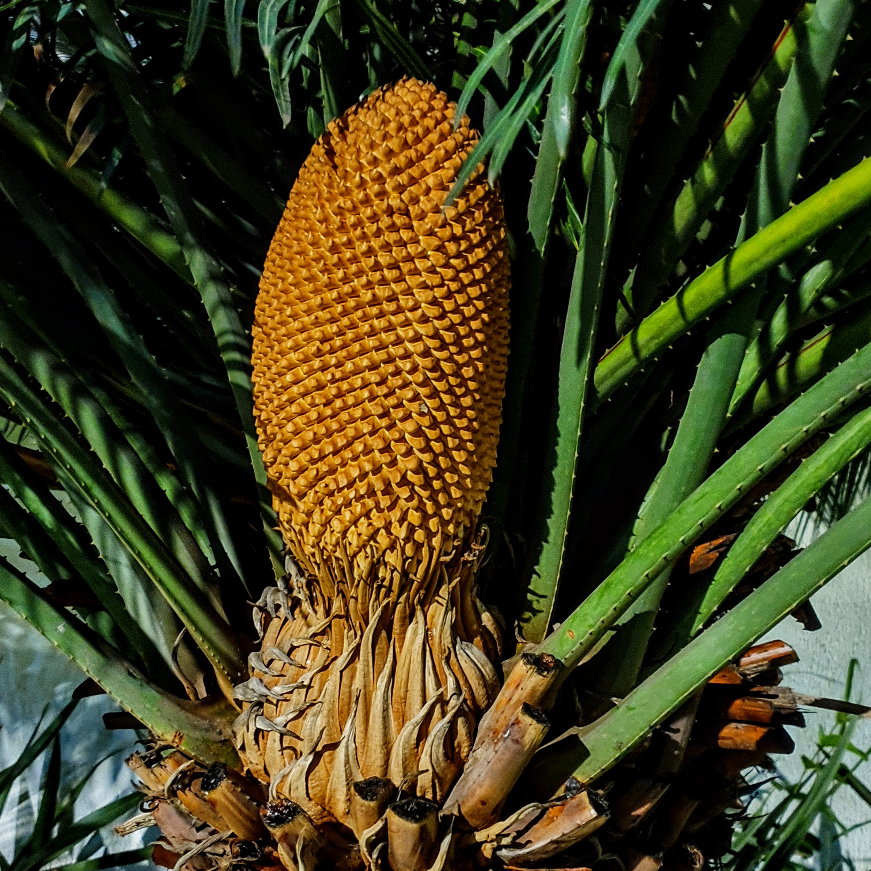 Inflorescência da palmeira-samambaia.