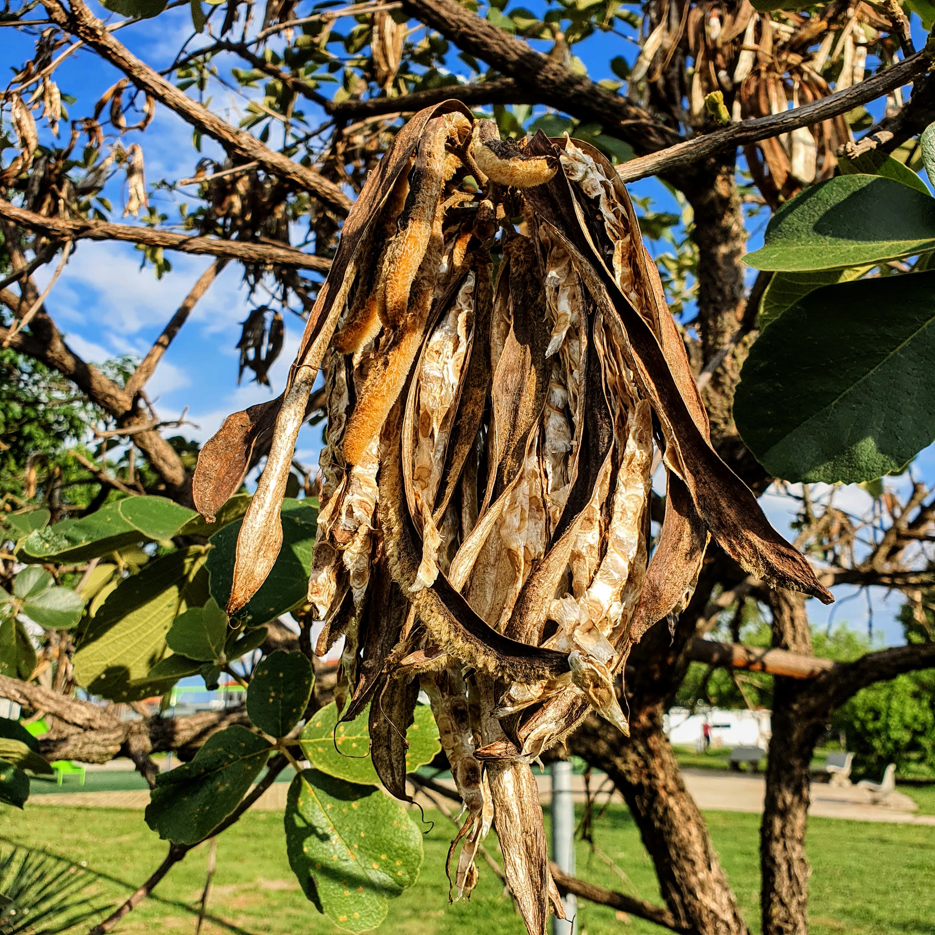 Frutos e sementes do ipê-cascudo.