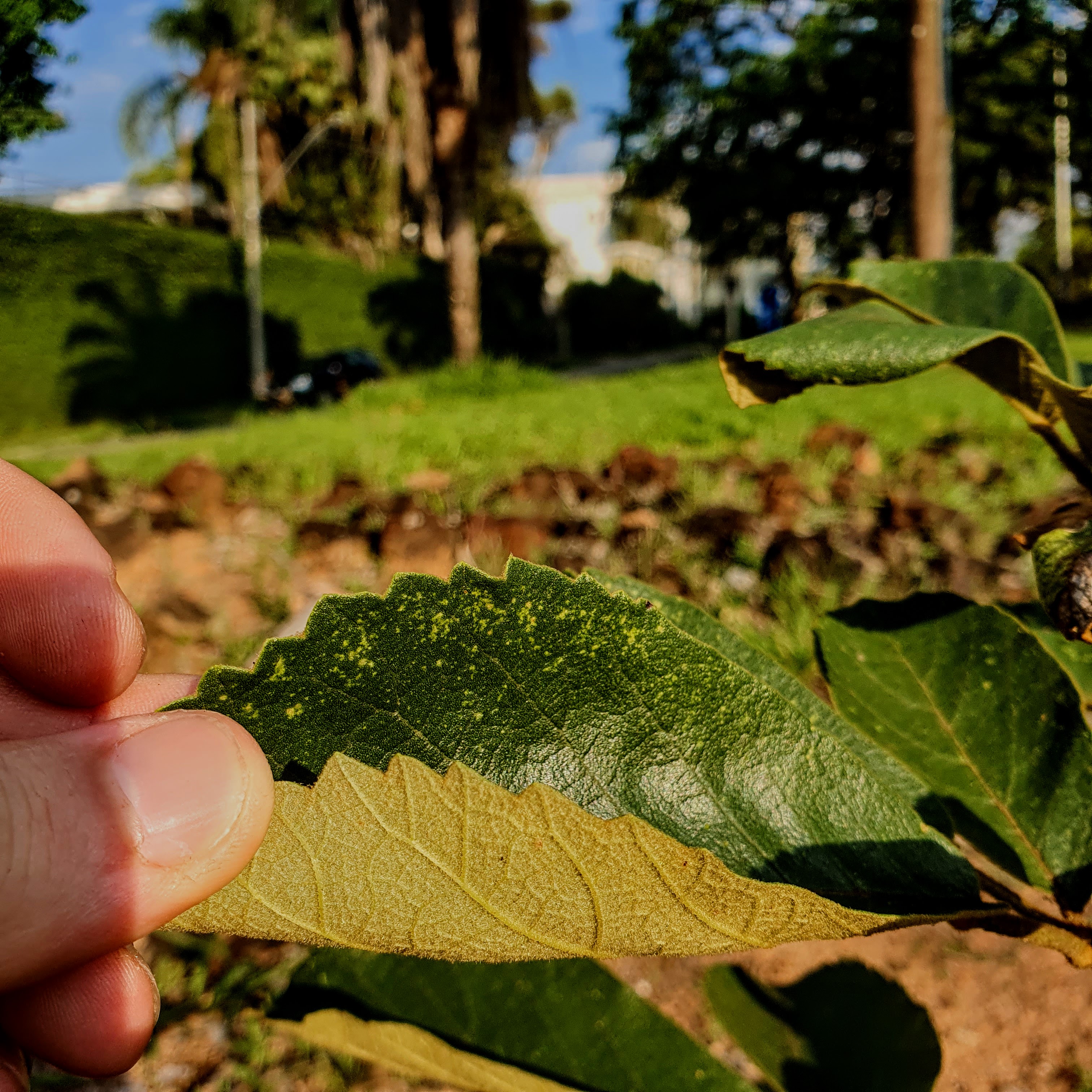 Folhas do ipê-cascudo.