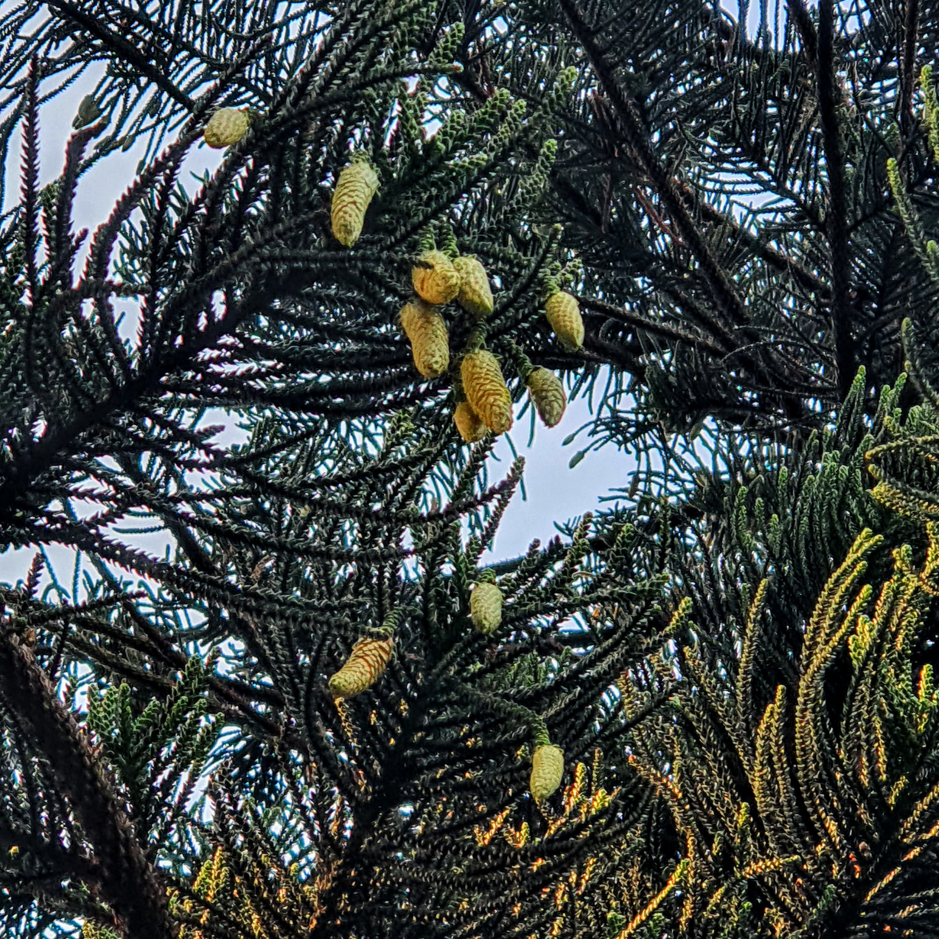 Inflorescências do araucária-excelsa.