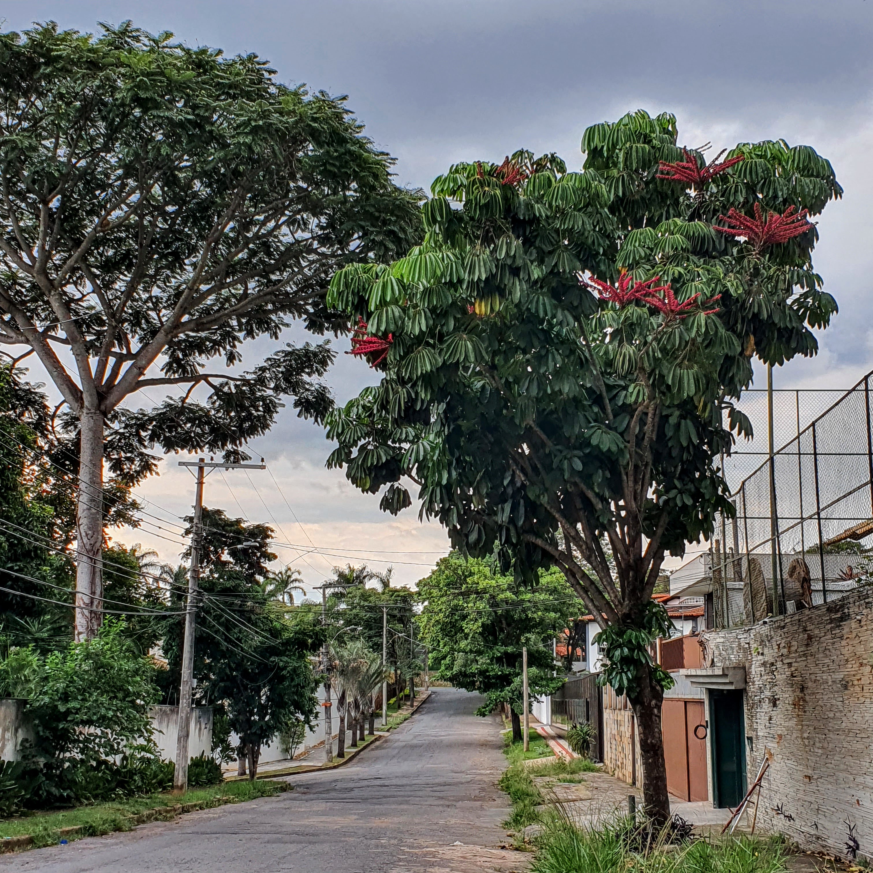 Cheflera-arbórea florida.