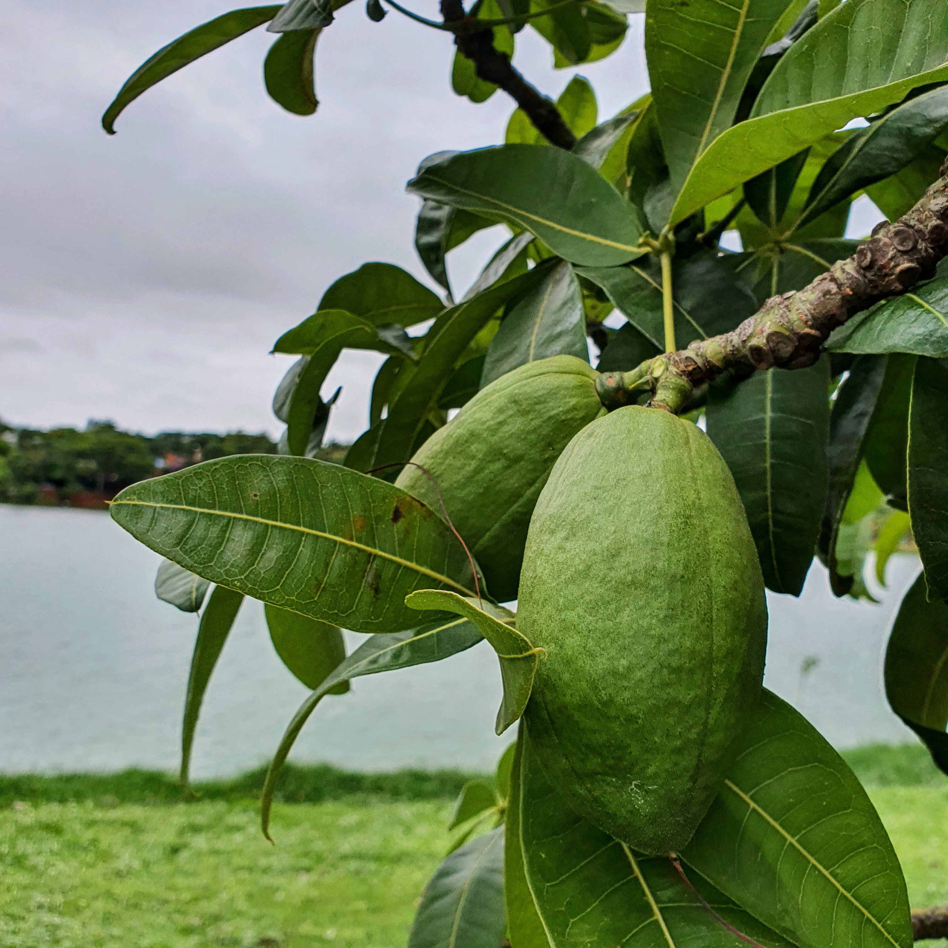 Em detalhe, os frutos grandes e pesados da castanha-do-maranhão.