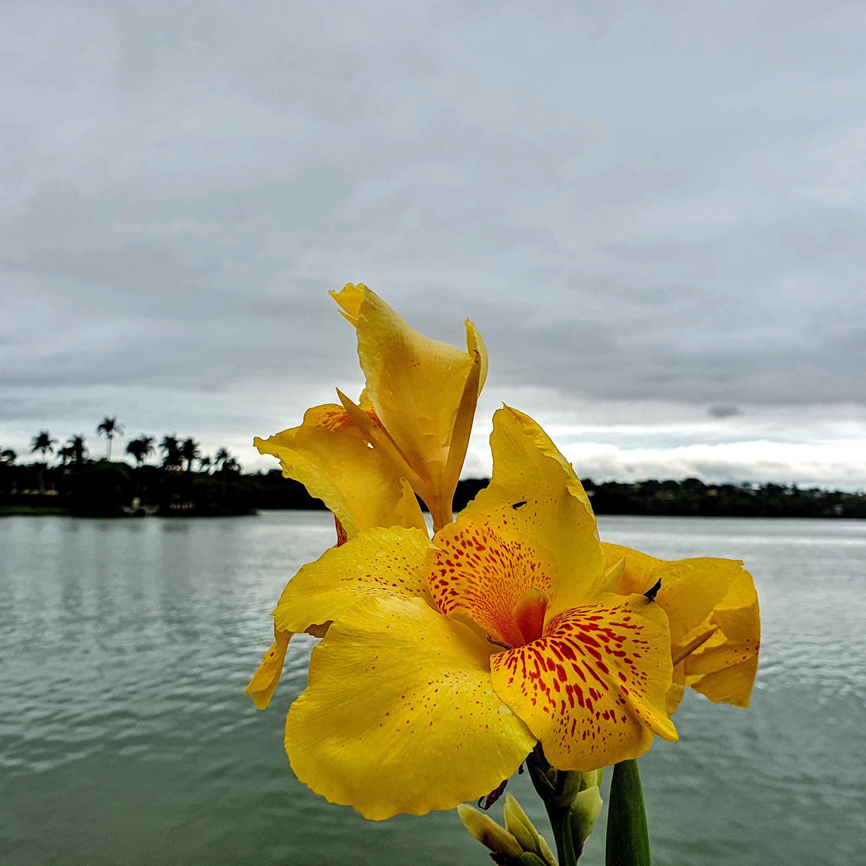 Flor da cana-índica.