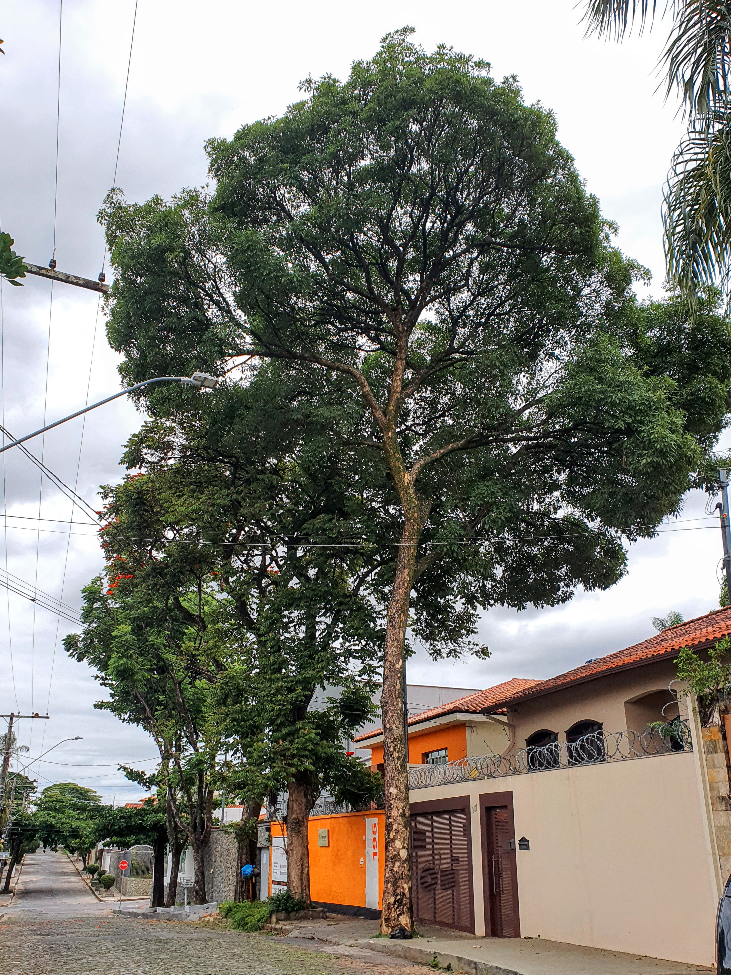 Ipê-amarelo folhado.