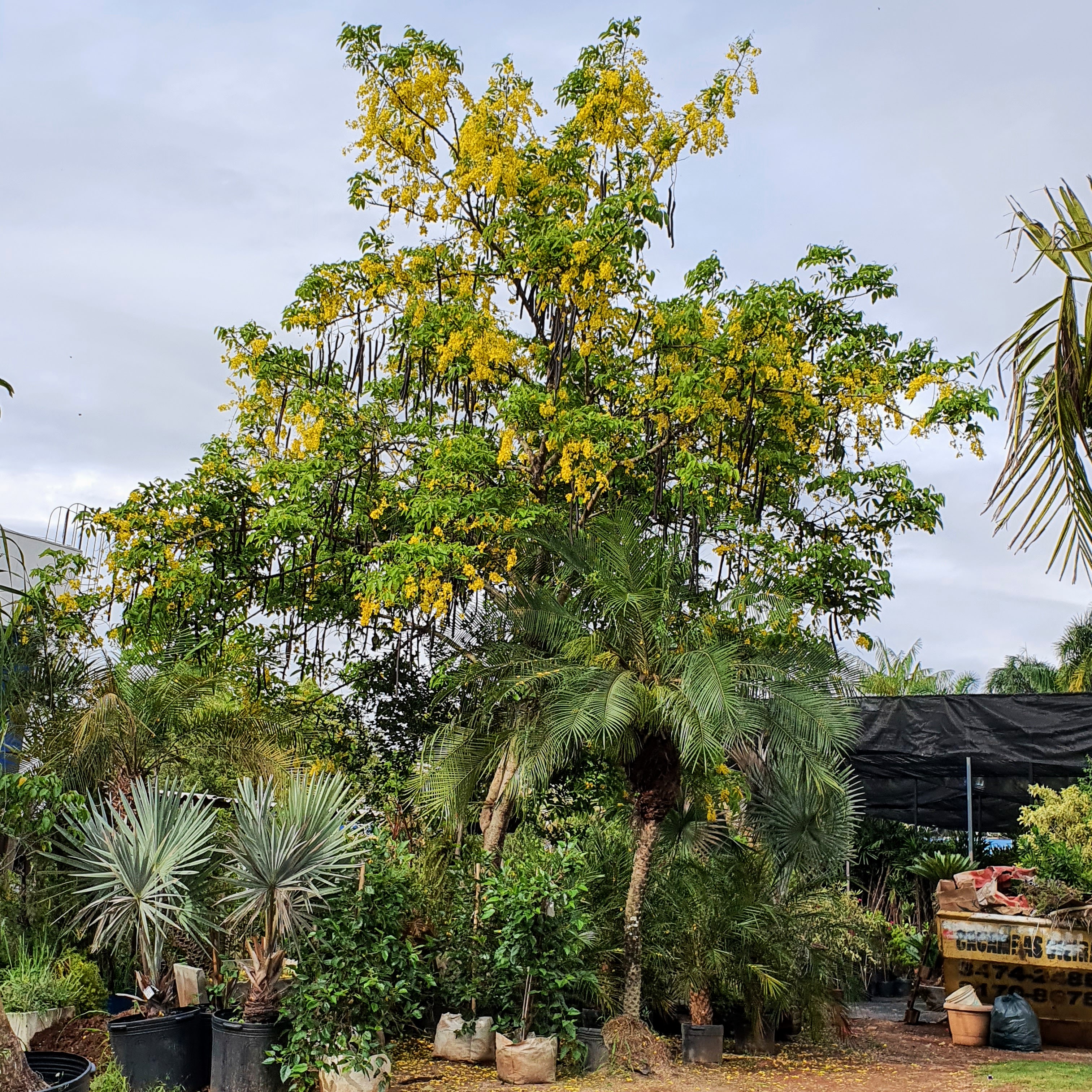 Chuva-de-ouro florida.