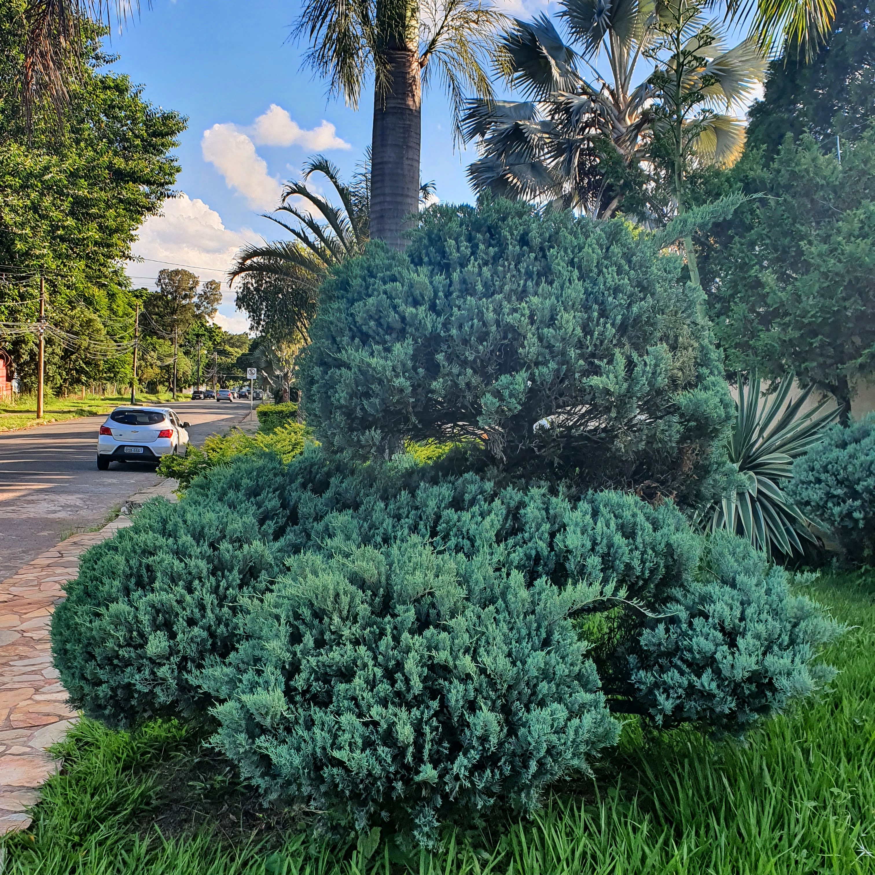 Tuia-azul topiada.