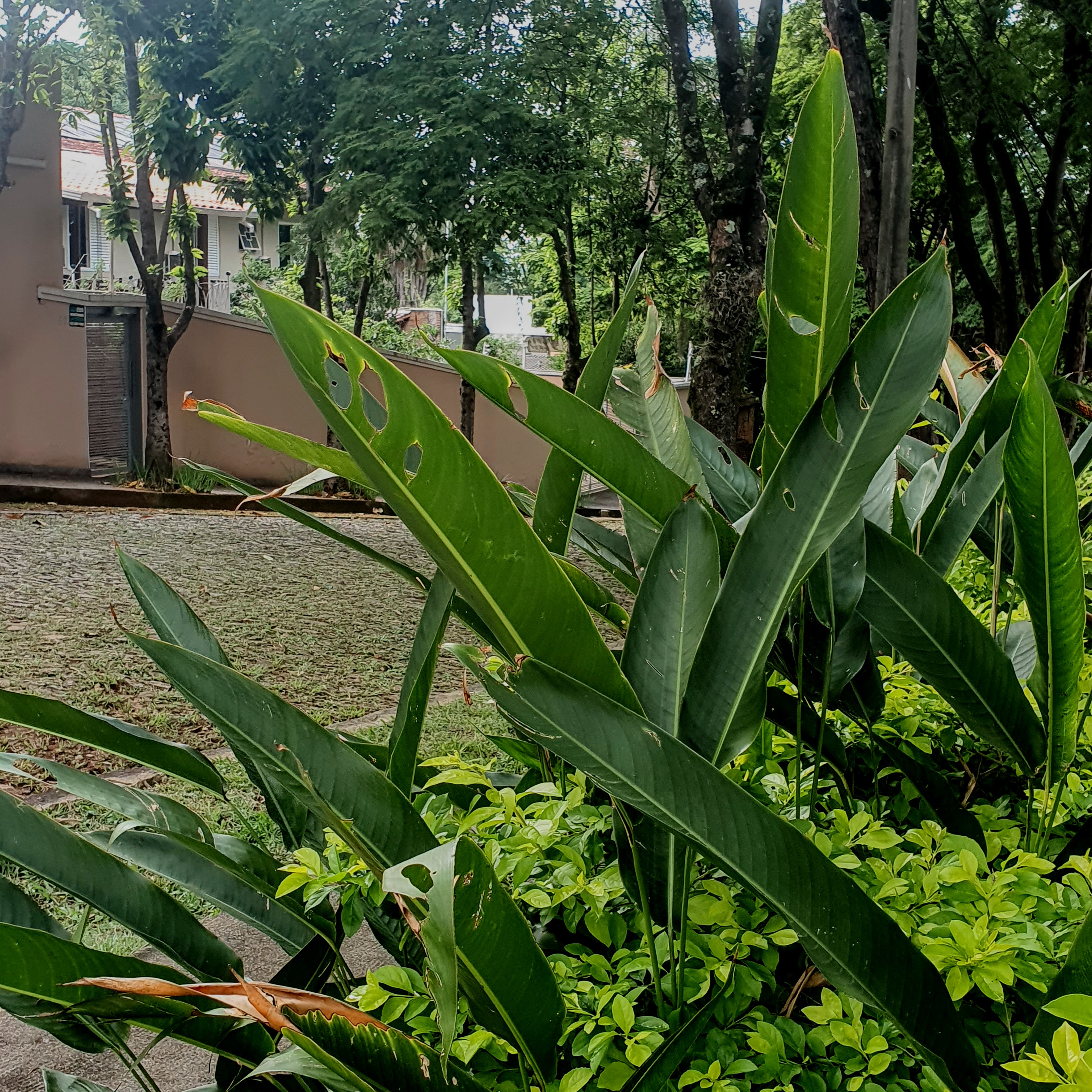 Detalhe da folhagem da helicônia-papagaio, presente em canteiro sombreado por árvores rua Ferrara, bairro Bandeirantes, em BH.