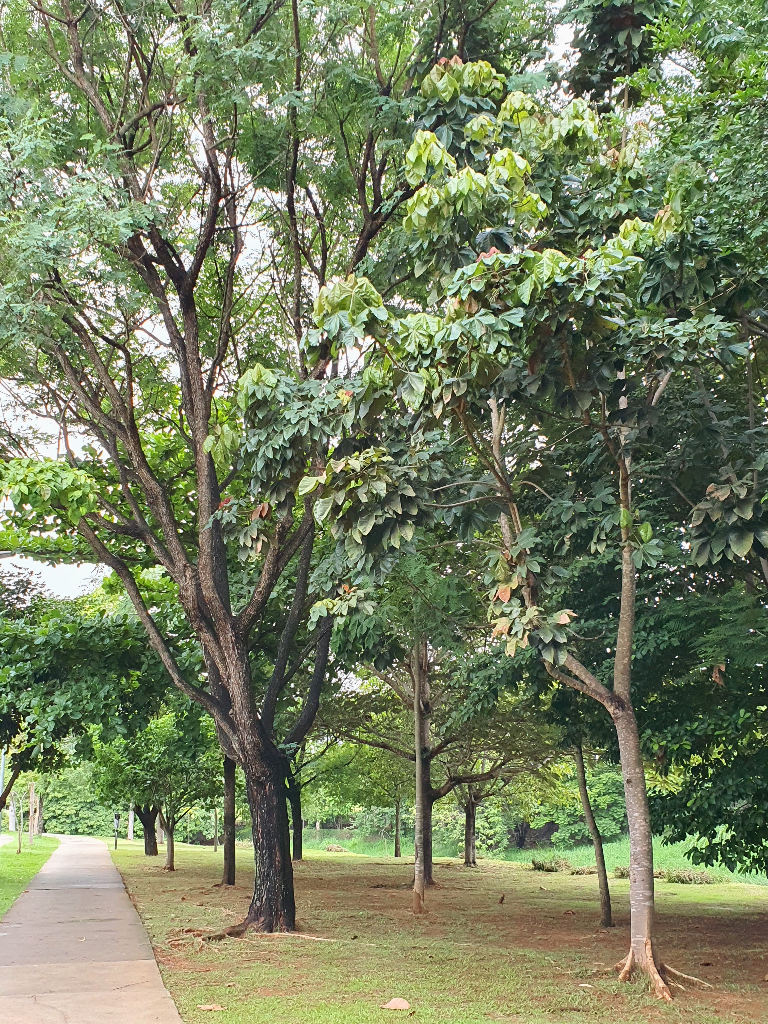 Chichá em bosque.