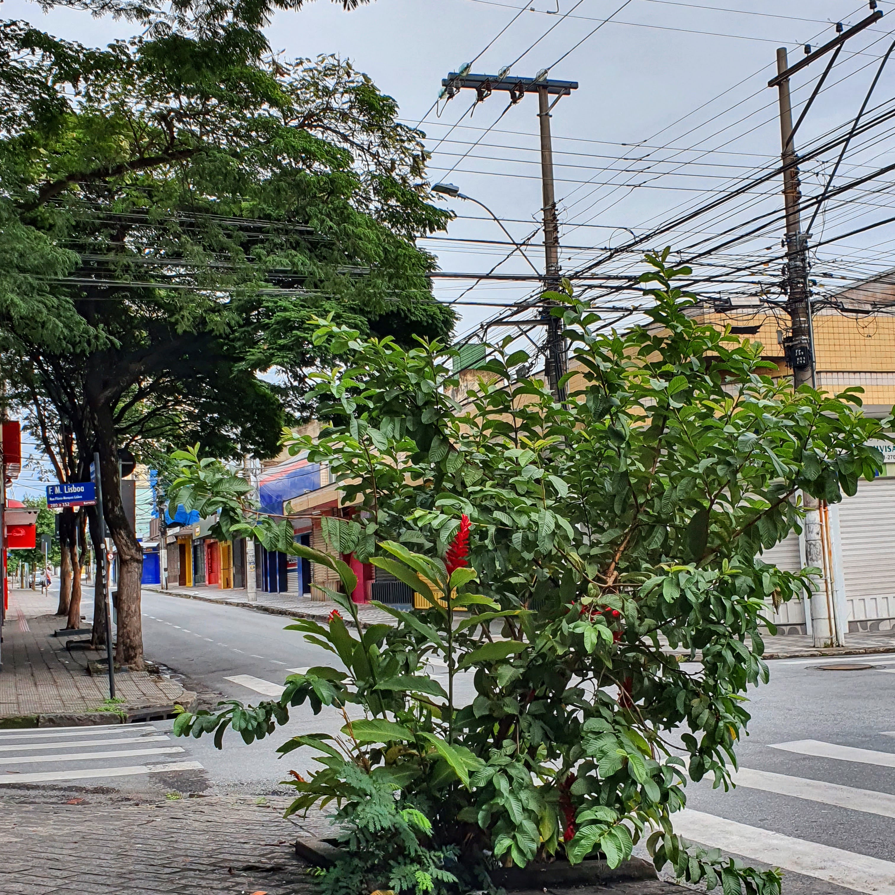 Gengibre-vermelho plantado de forma bastante informal na rua Des. Ribeiro da Luz, no Barreiro (BH).