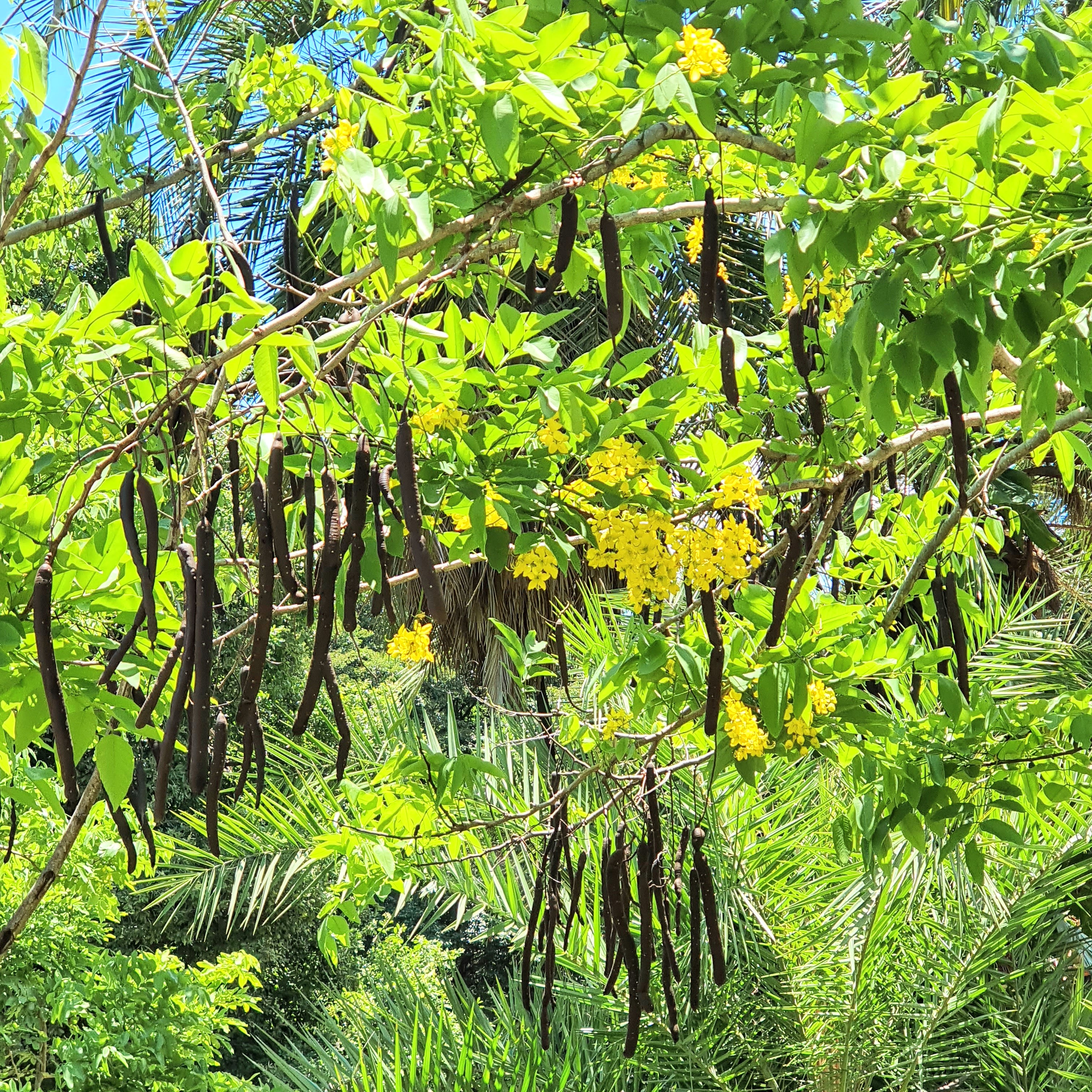 Folhas, flores e frutos da chuva-de-ouro.