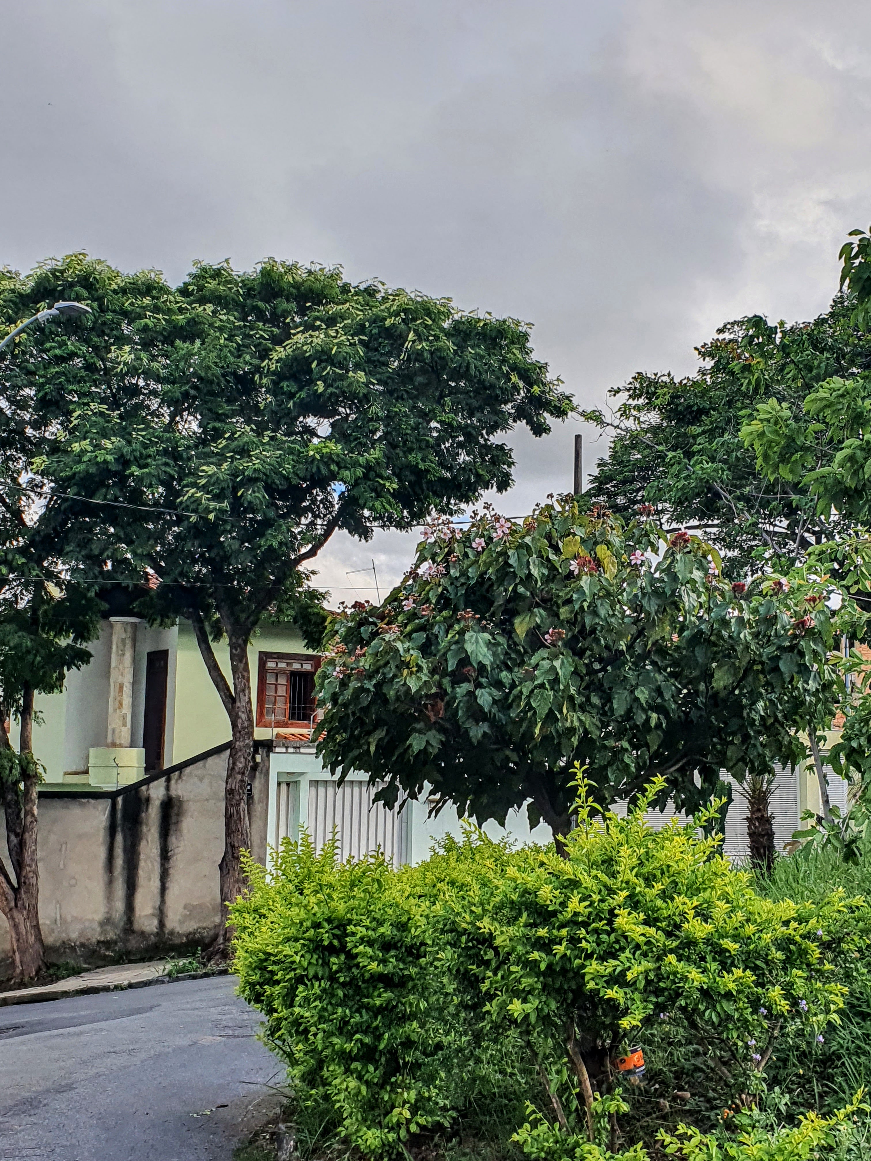 Urucum na arborização urbana.