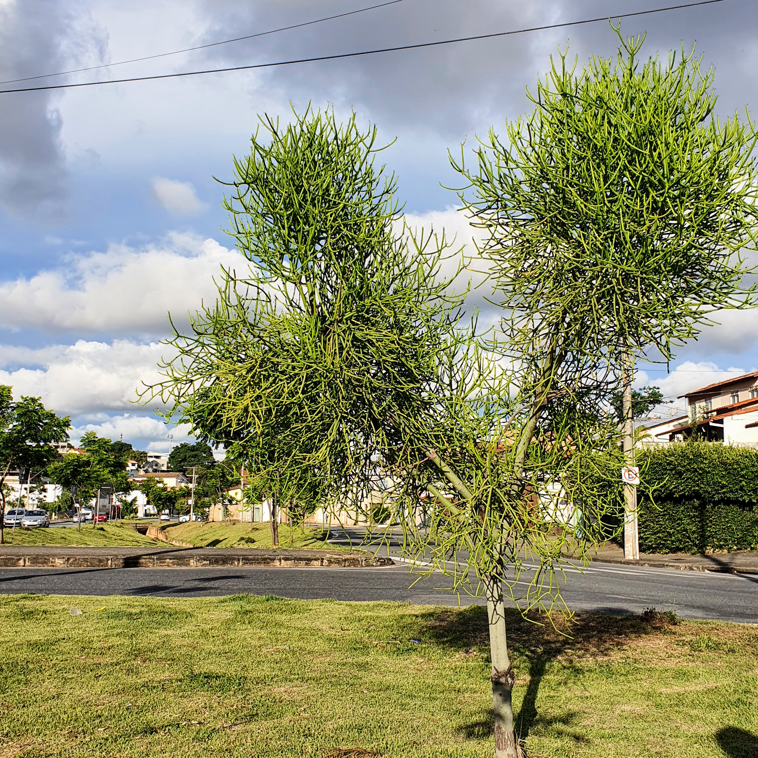 Dedo-do-diabo na arborização urbana.