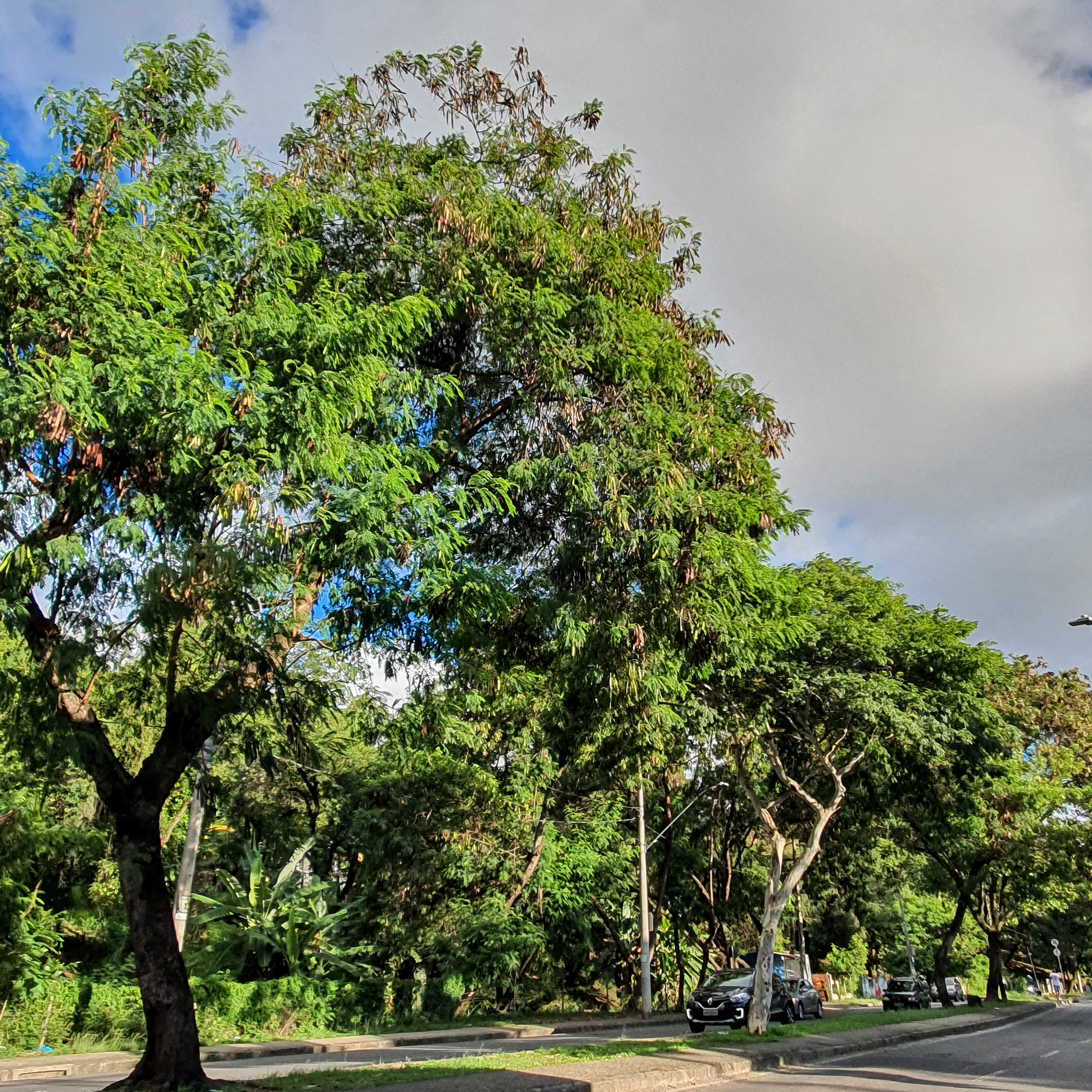 Arborização com leucena.