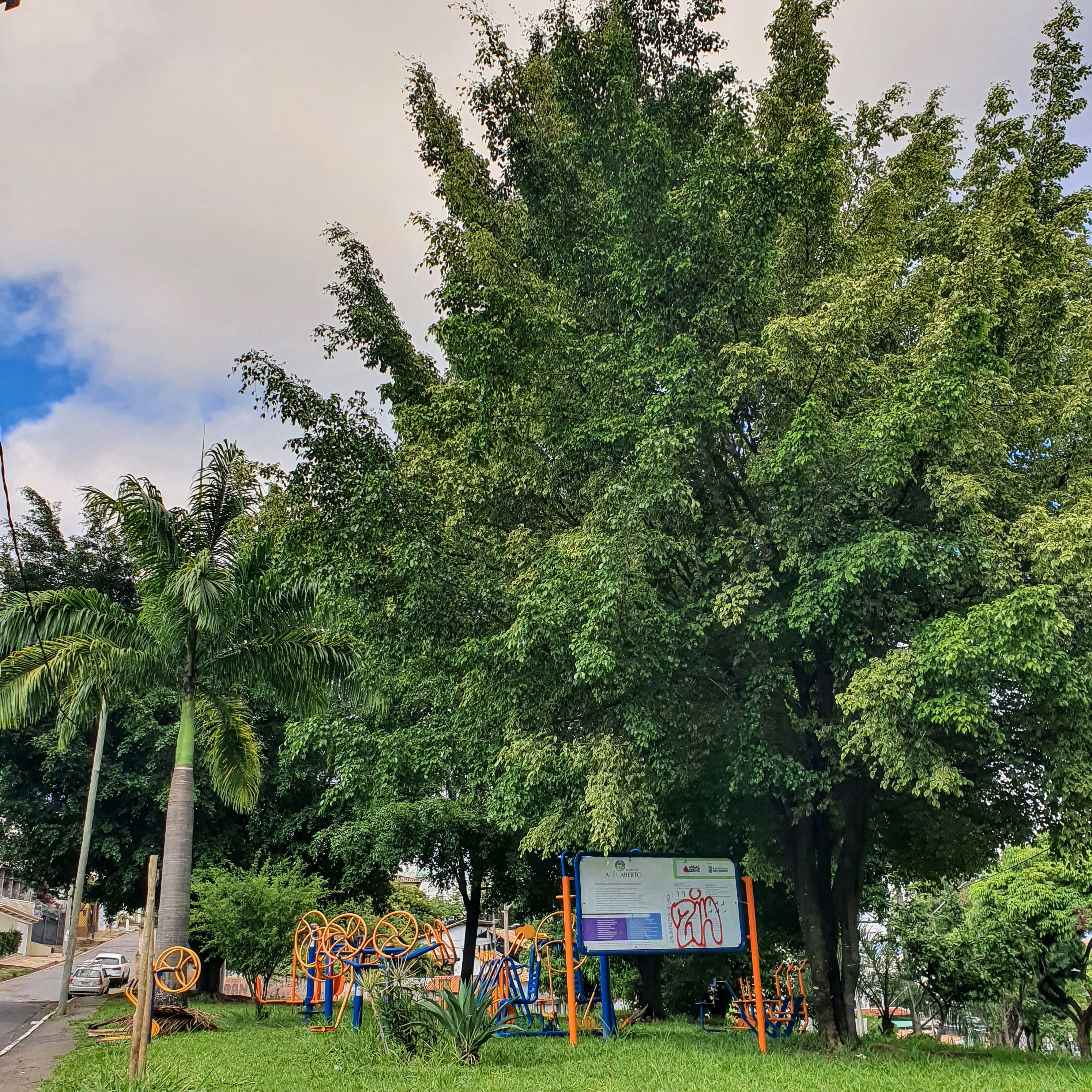 Ficos-benjamina em praça.