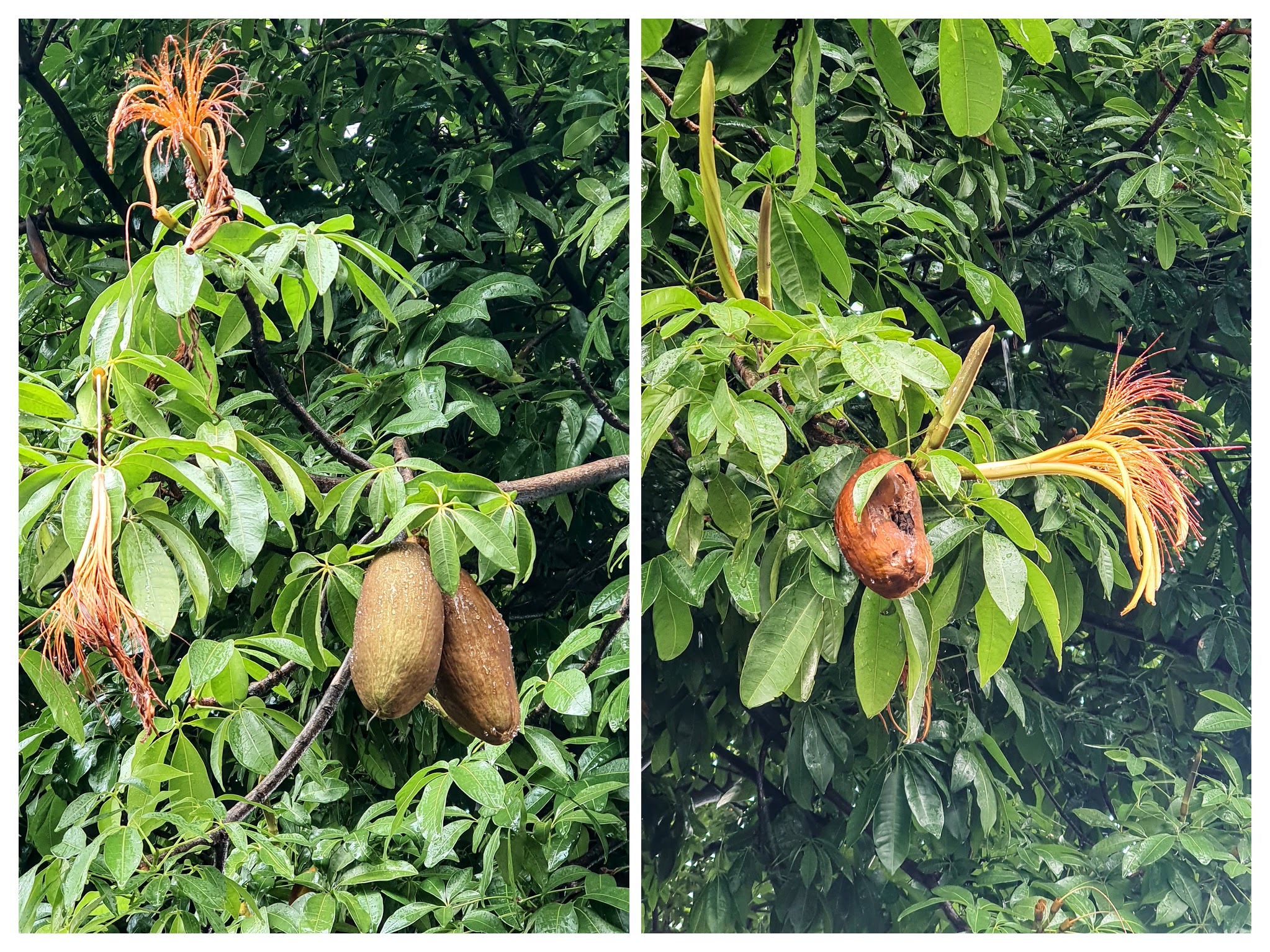 Pachira Aquatica Munguba Biologia Da Paisagem