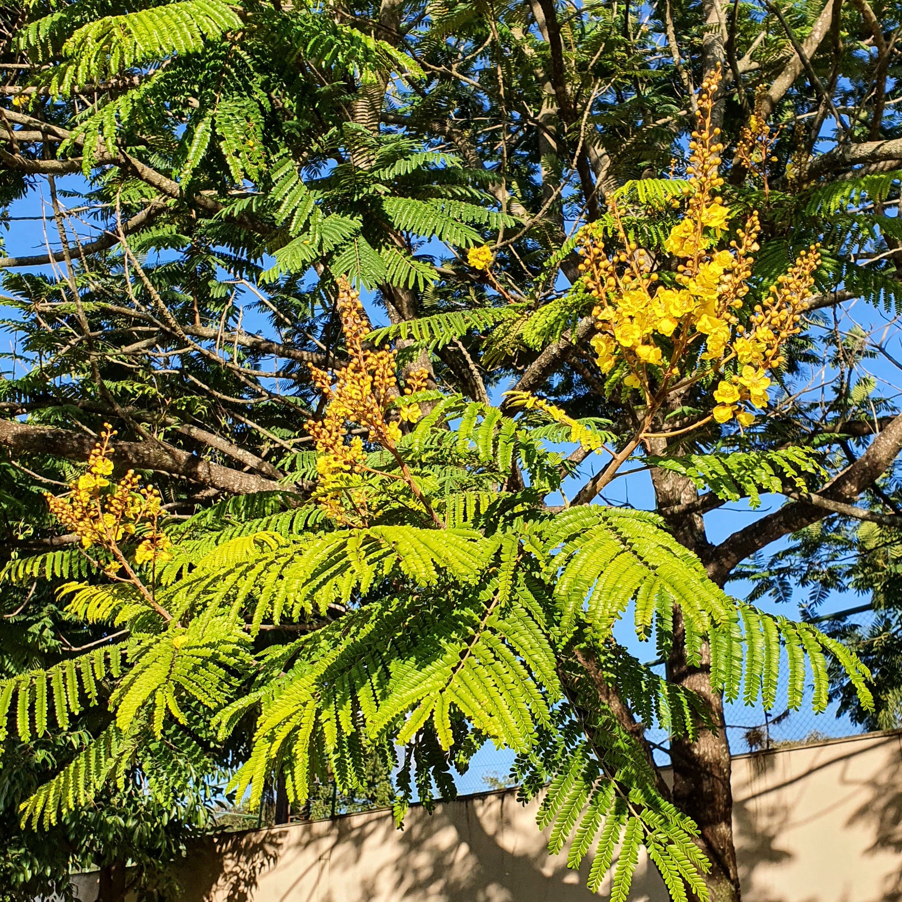 Folhas e flores da canafístula.