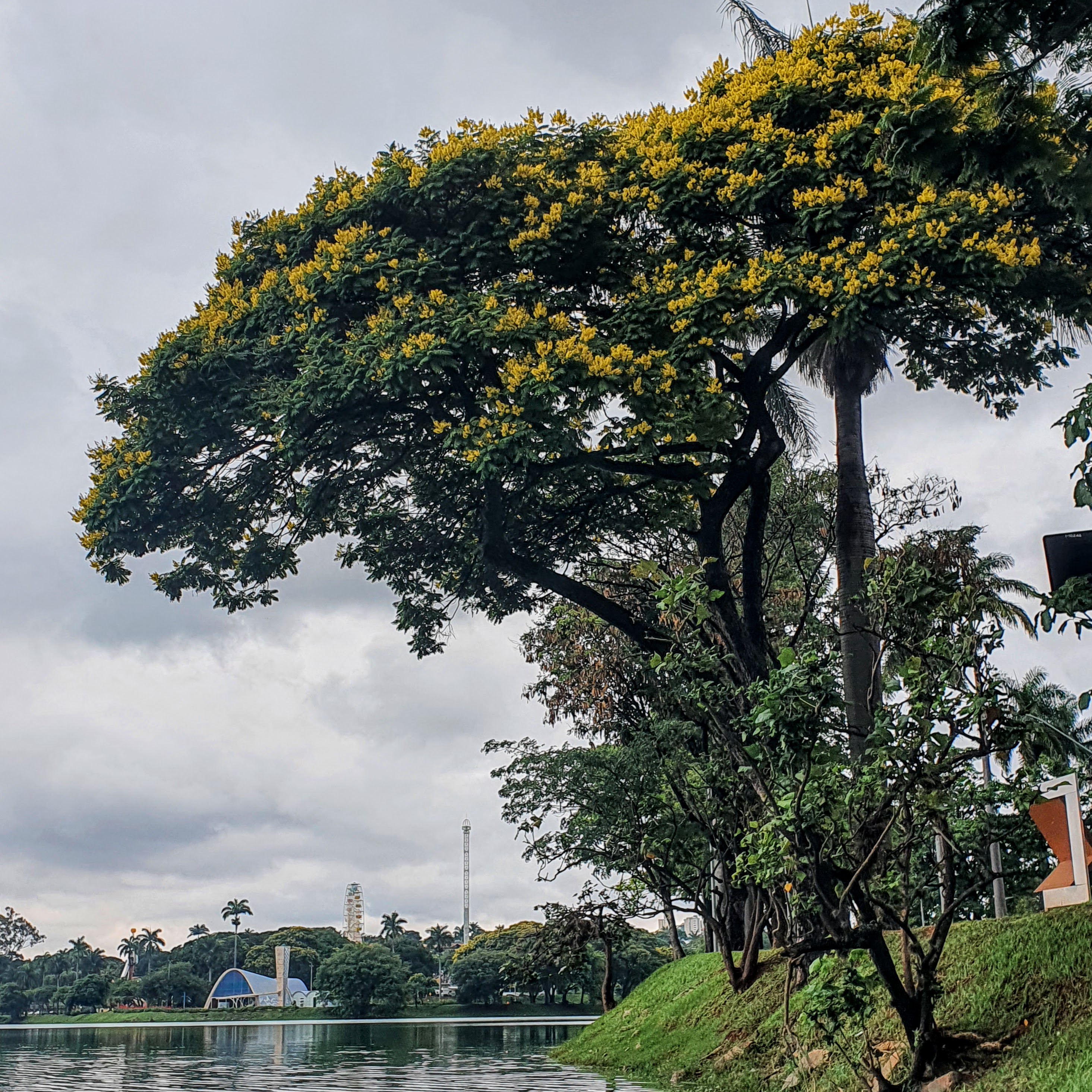 Canafístula florida e a igrejinha da Pampulha.