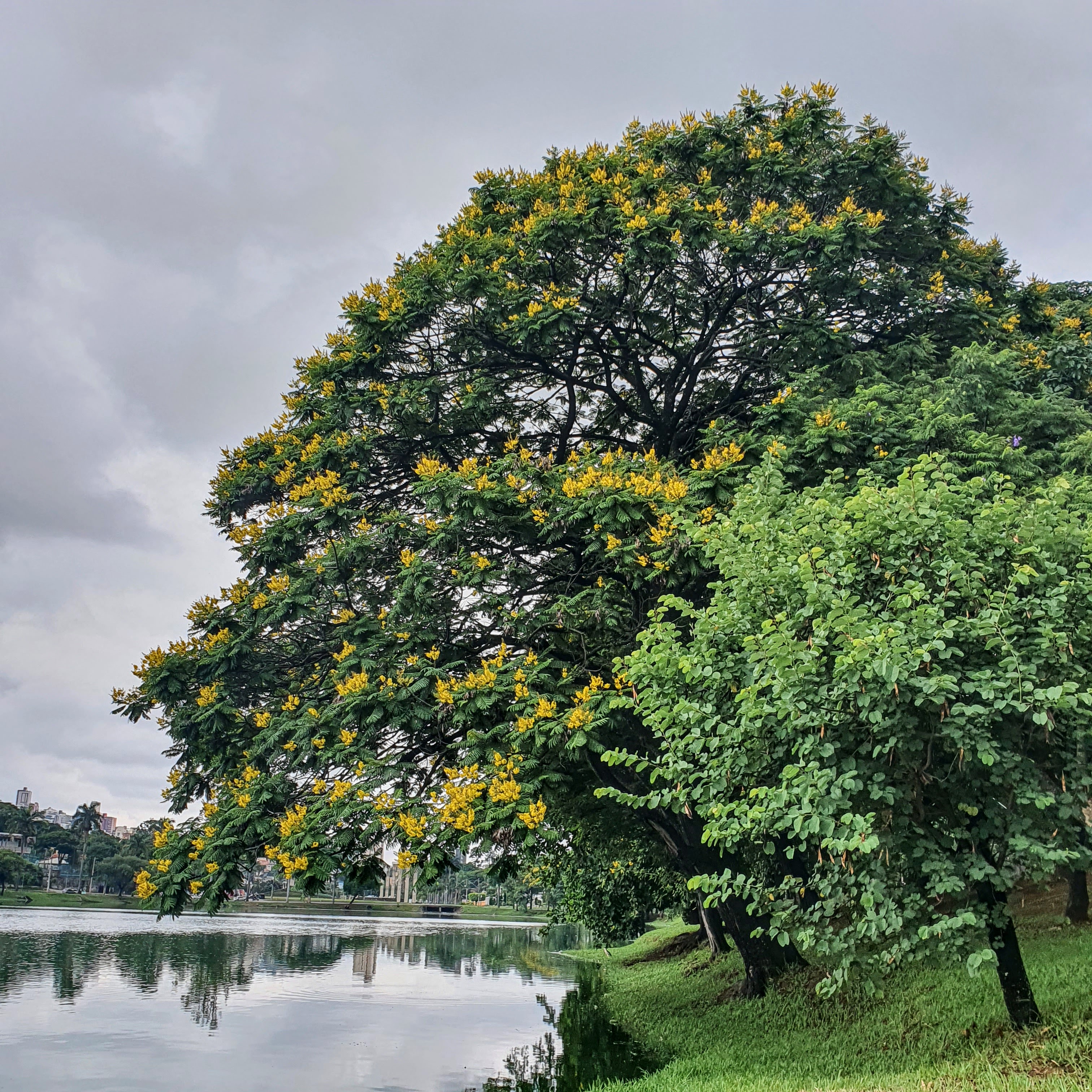 Canafístulas floridas.