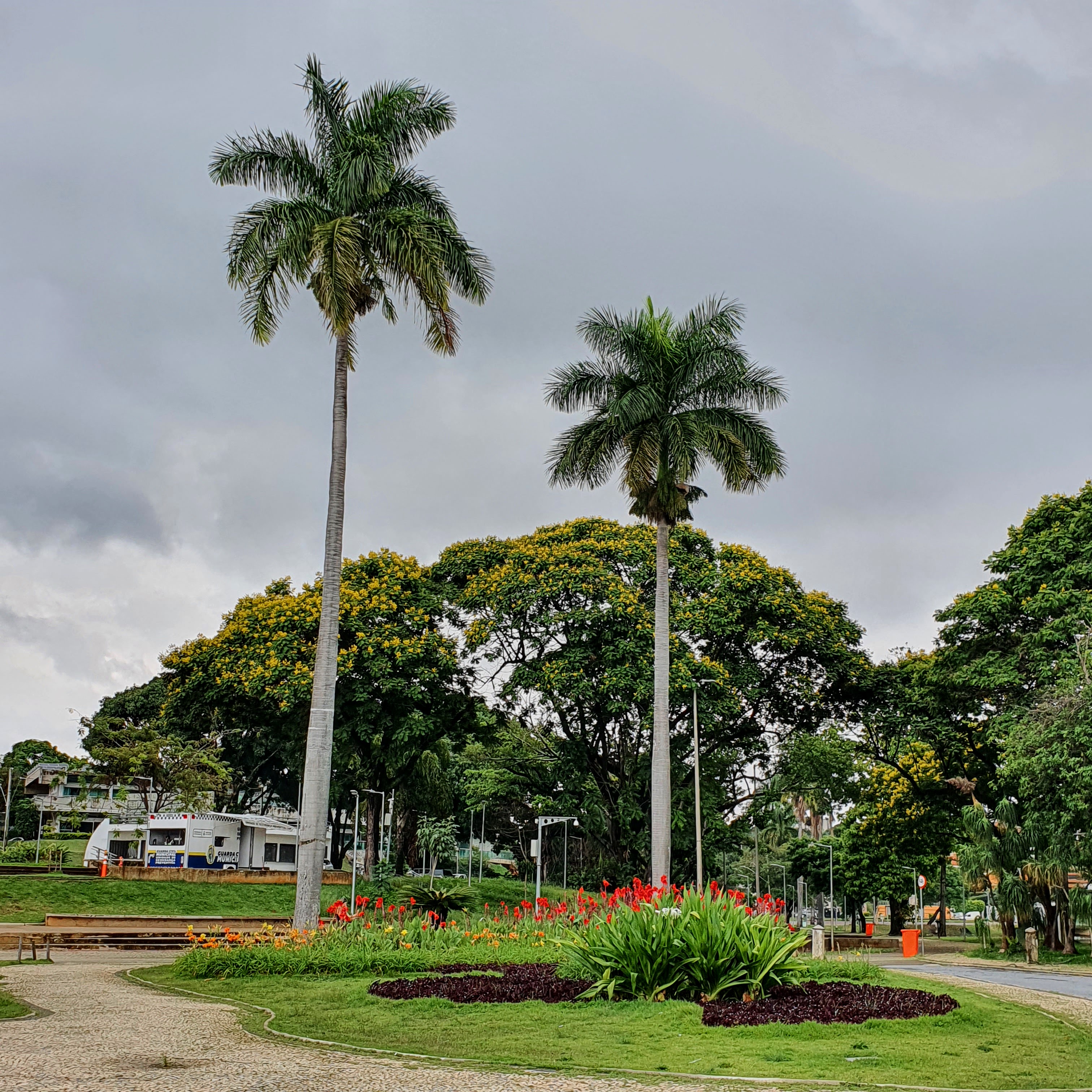 Grandes canafístulas floridas.