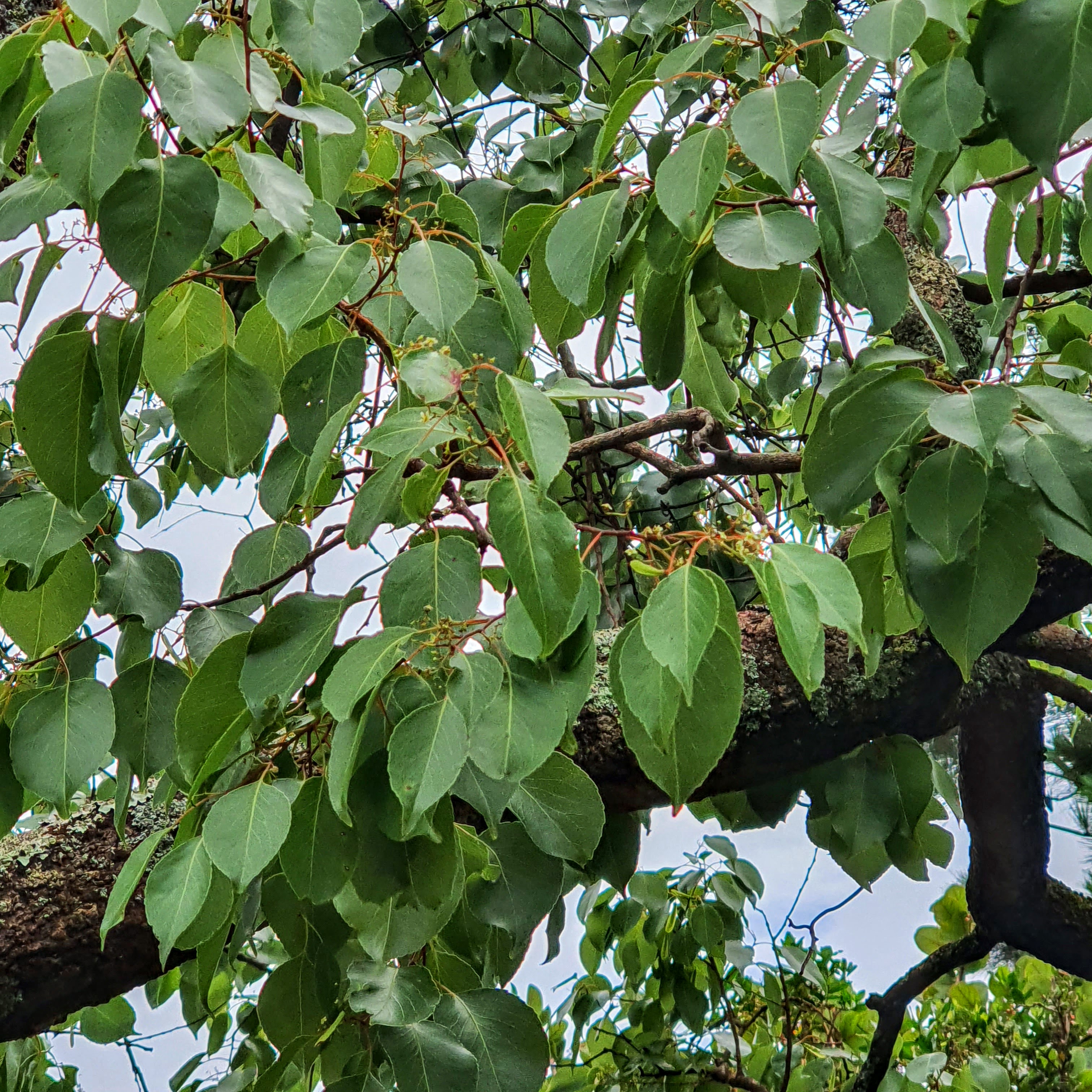 Em detalhe, as folhas verdes, levemente arredondadas e de ápice acuminado do marmeleiro-do-campo.