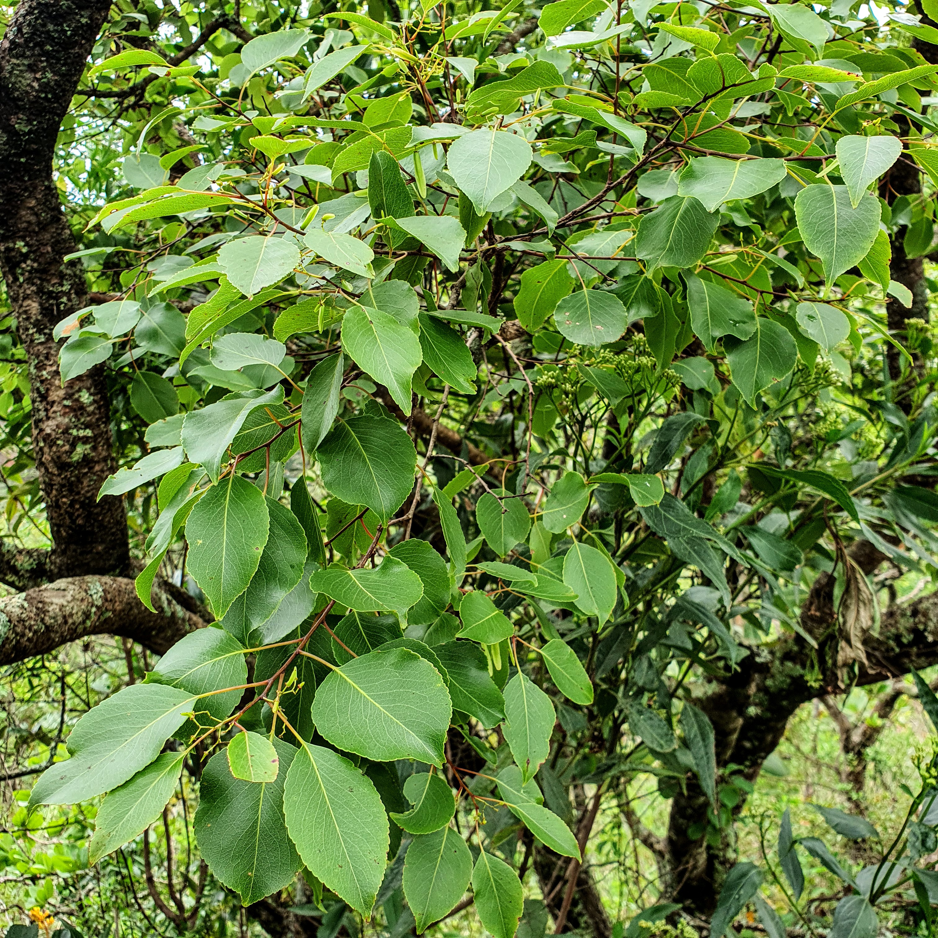 Em detalhe, as folhas verdes, levemente arredondadas e de ápice acuminado do marmeleiro-do-campo.