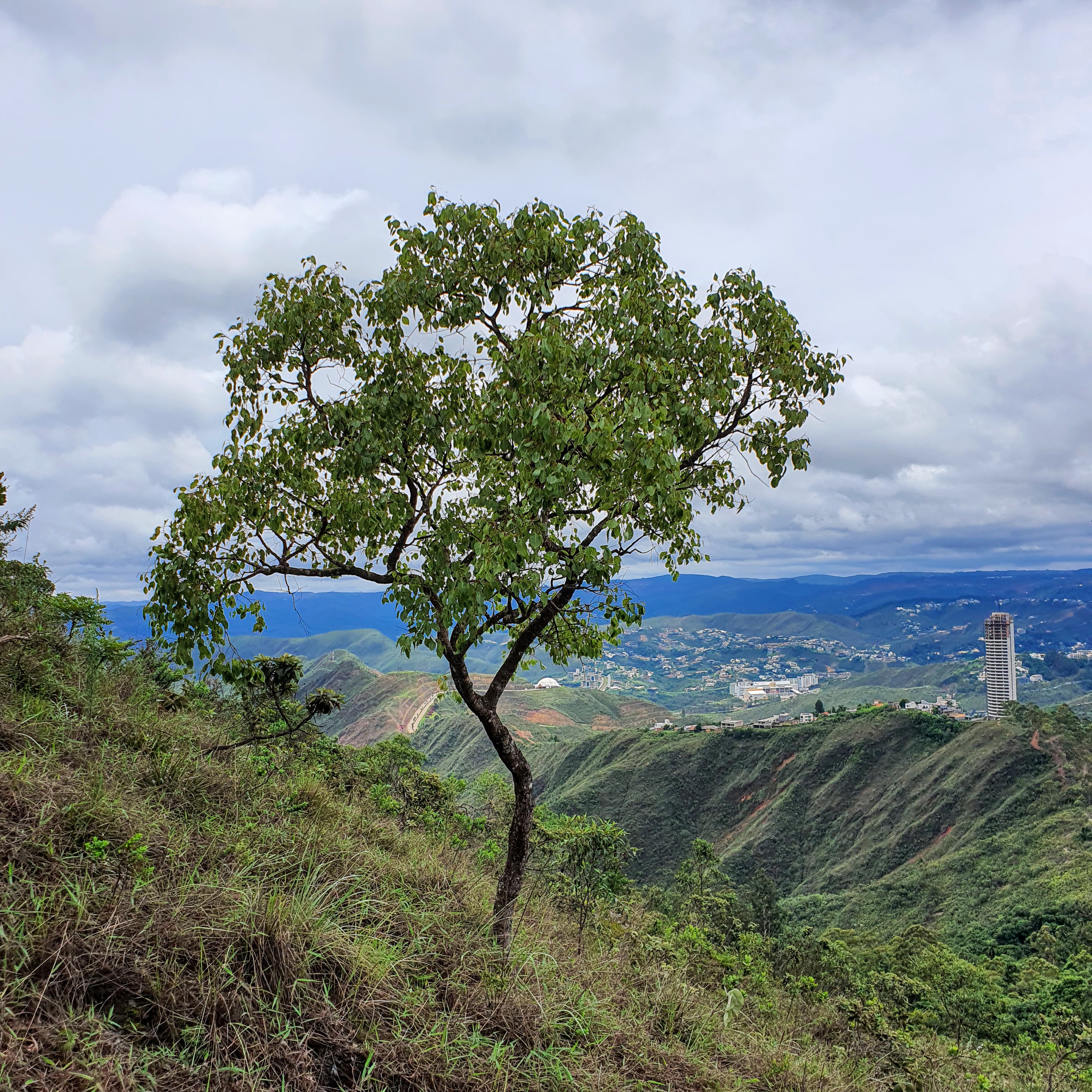 Um marmeleiro-do-campo no Parque da Serra do Curral, com a parte sul da RMBH ao fundo