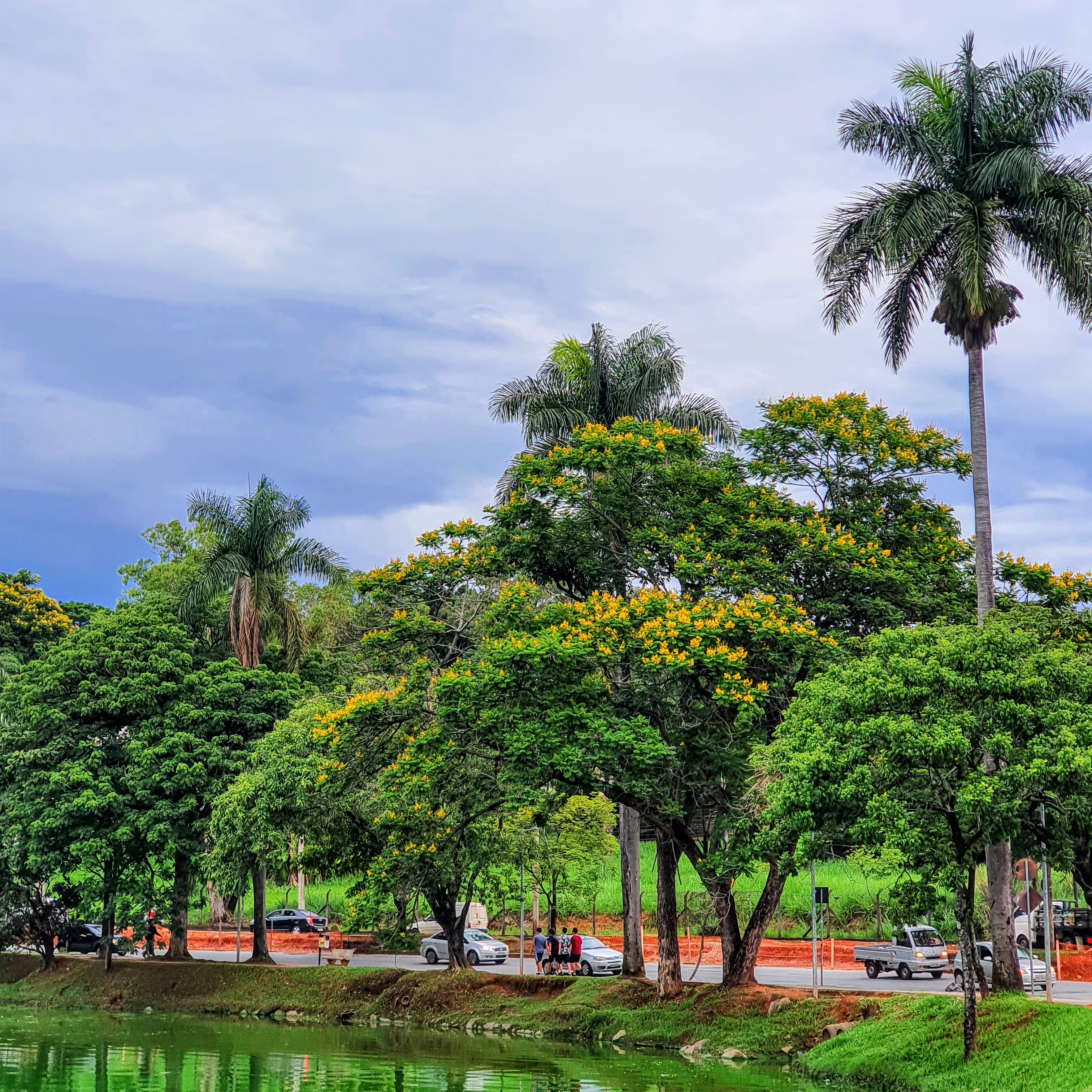 Várias canafístulas floridas.