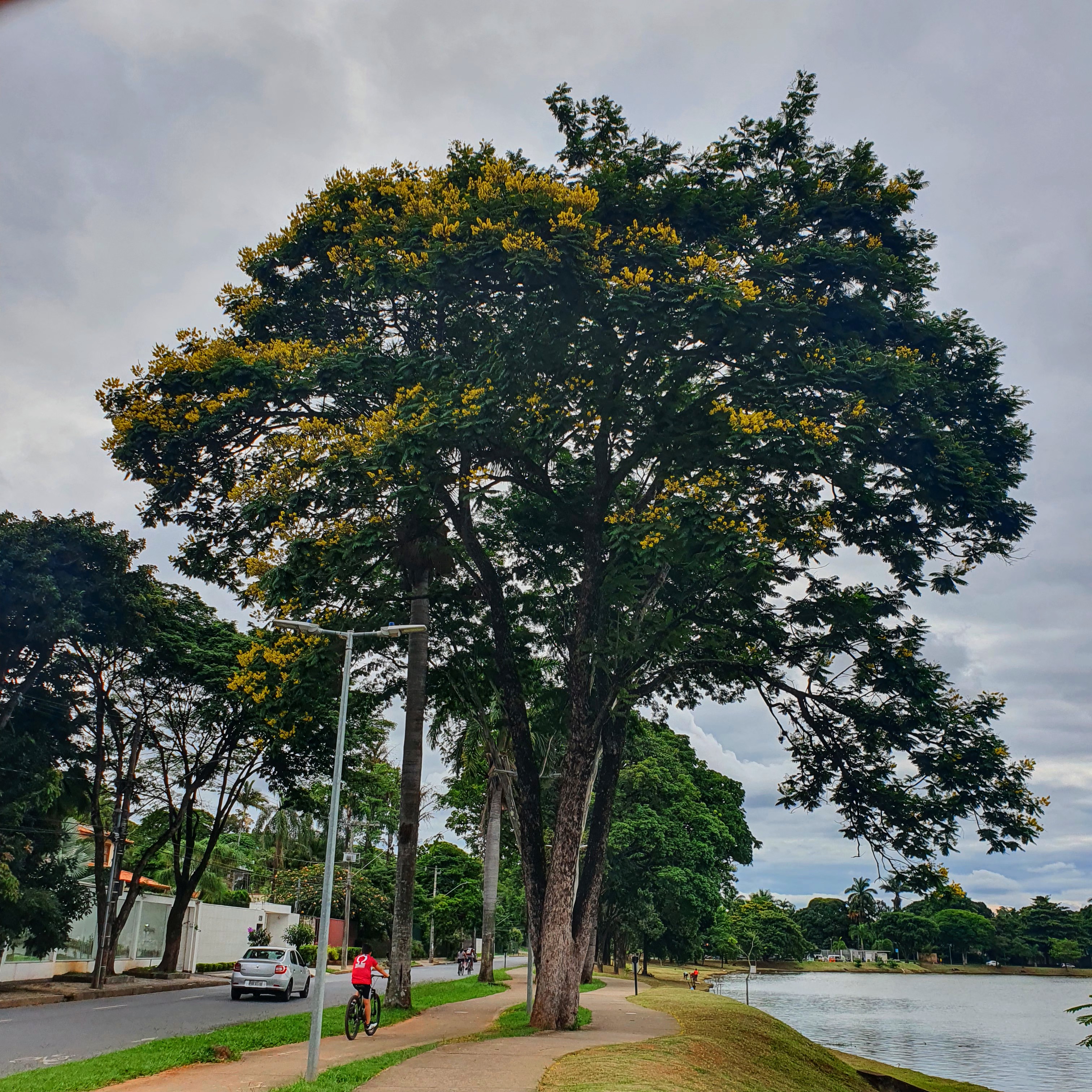 Canafístulas floridas.