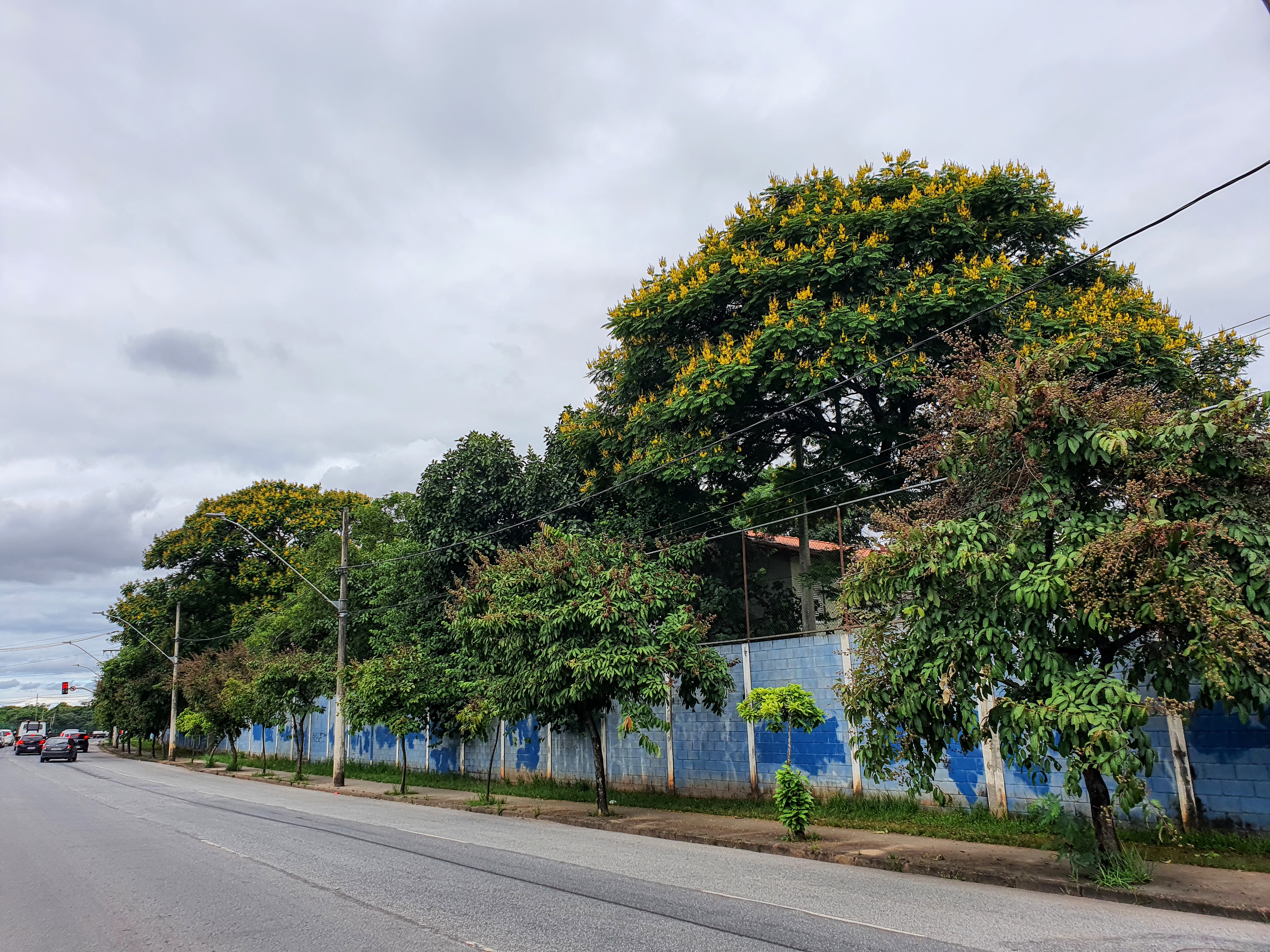 Canafístulas floridas.