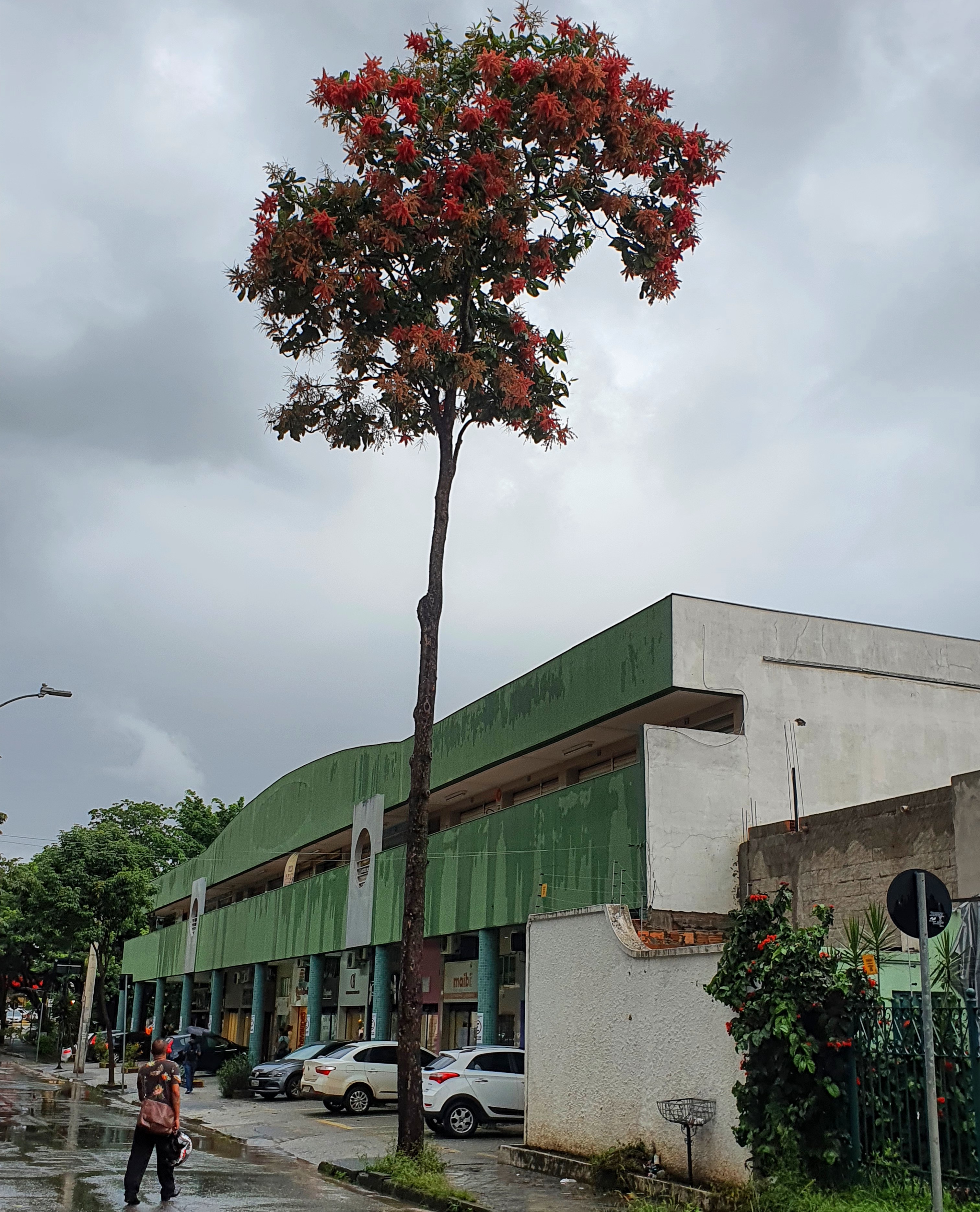 Densa floração do pau-formiga durante o mês de janeiro