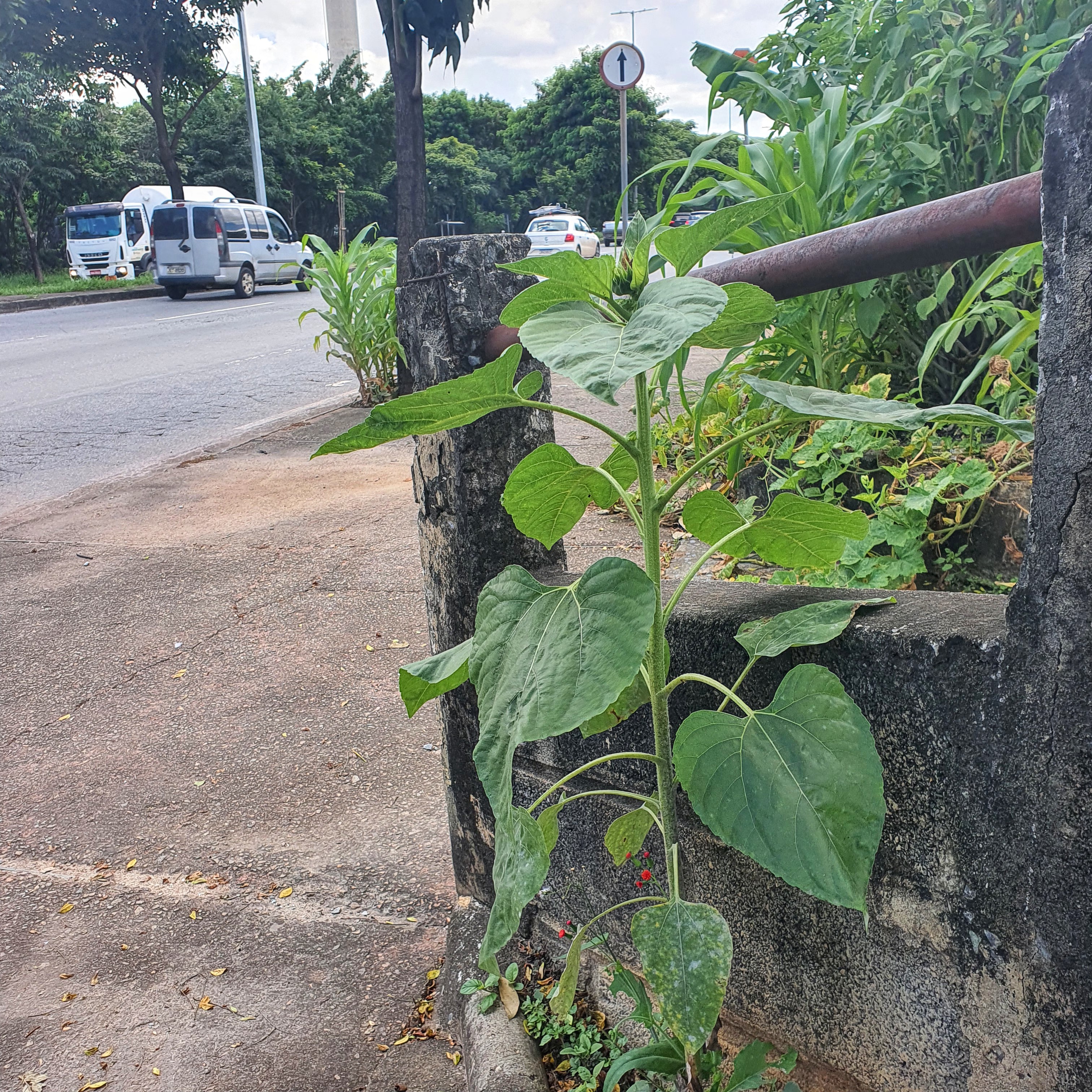 Porte baixo e singelo do girassol