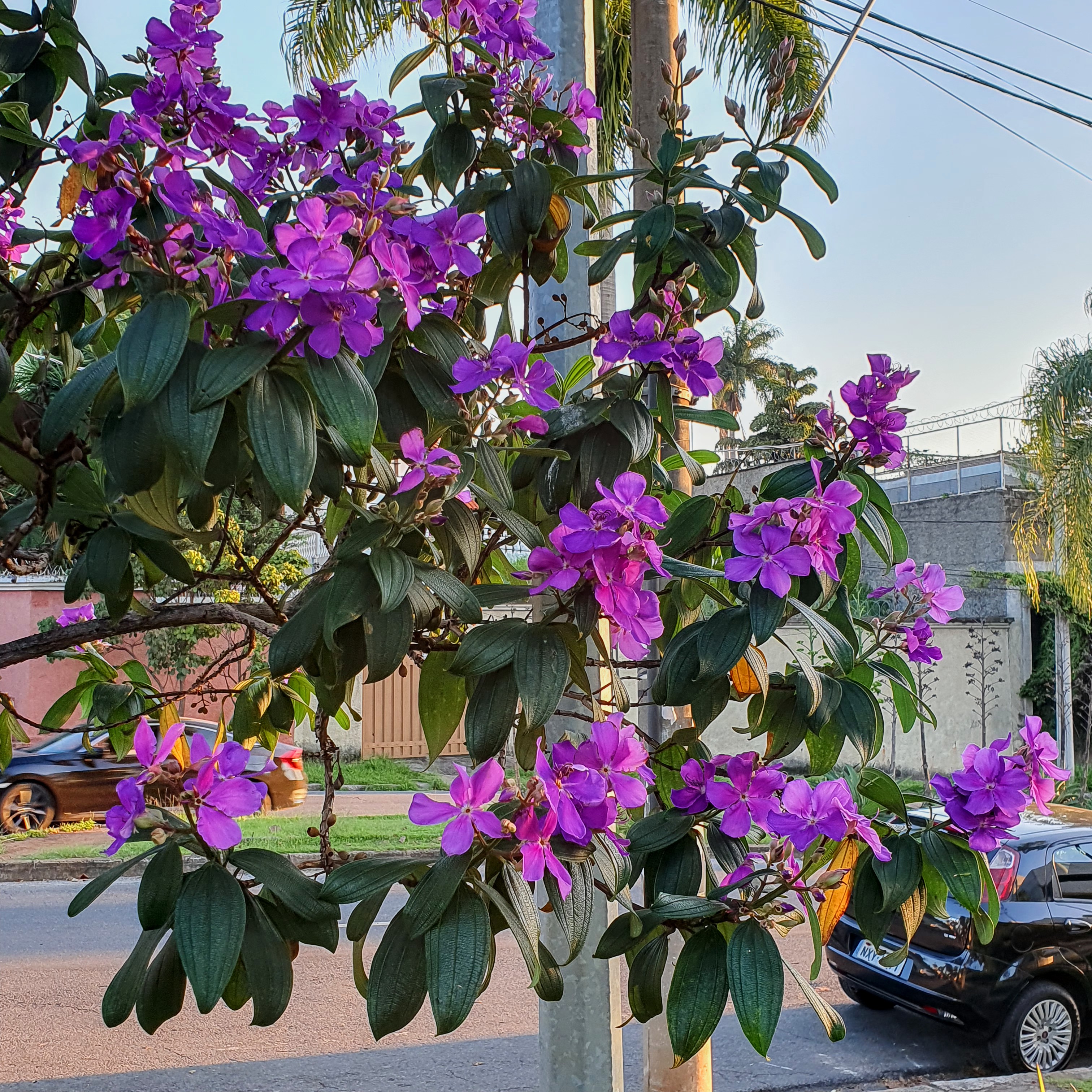 Inflorescências da quaresmeira-roxa.