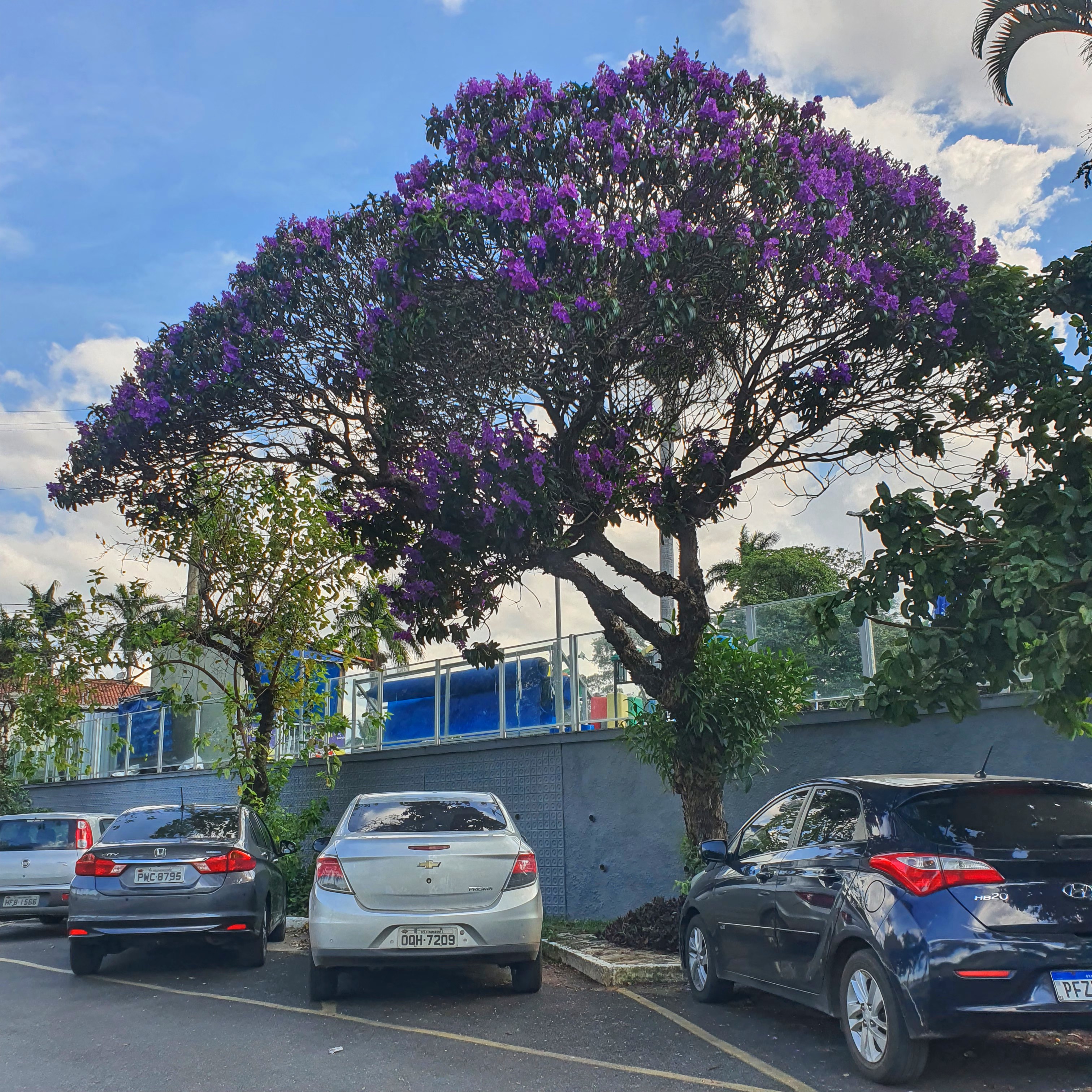 Quaresmeira florida.