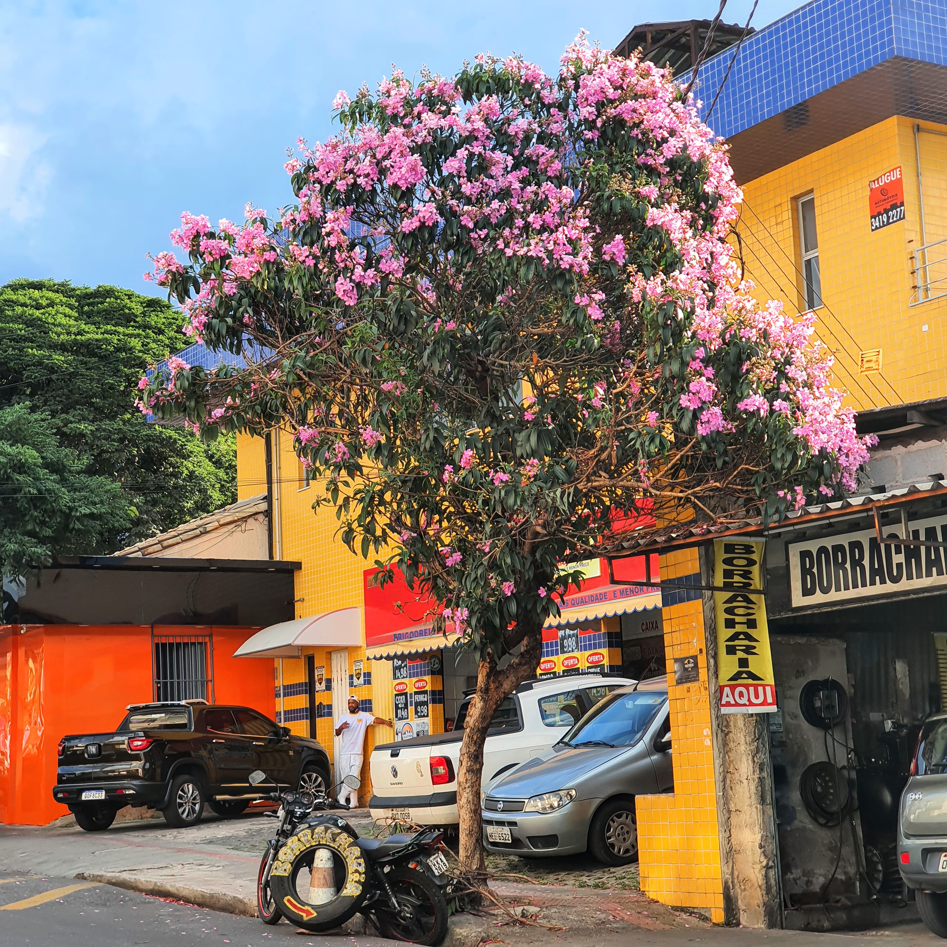 Quaresmeira-roxa florida.