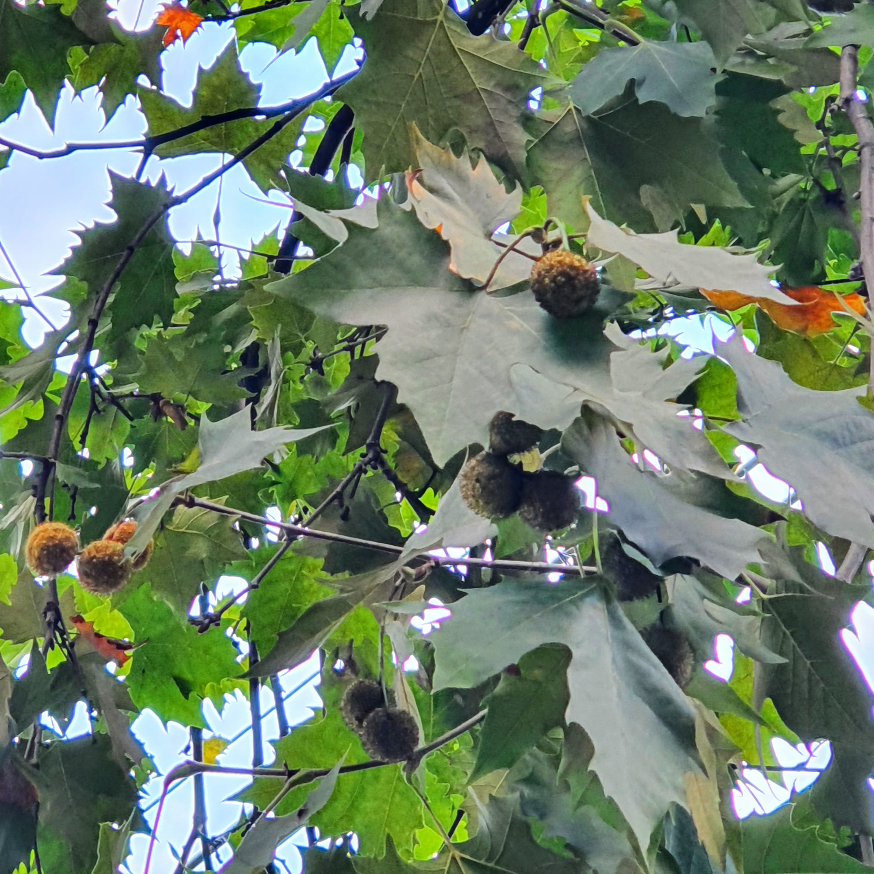 Folhas e inflorescência do plátano.