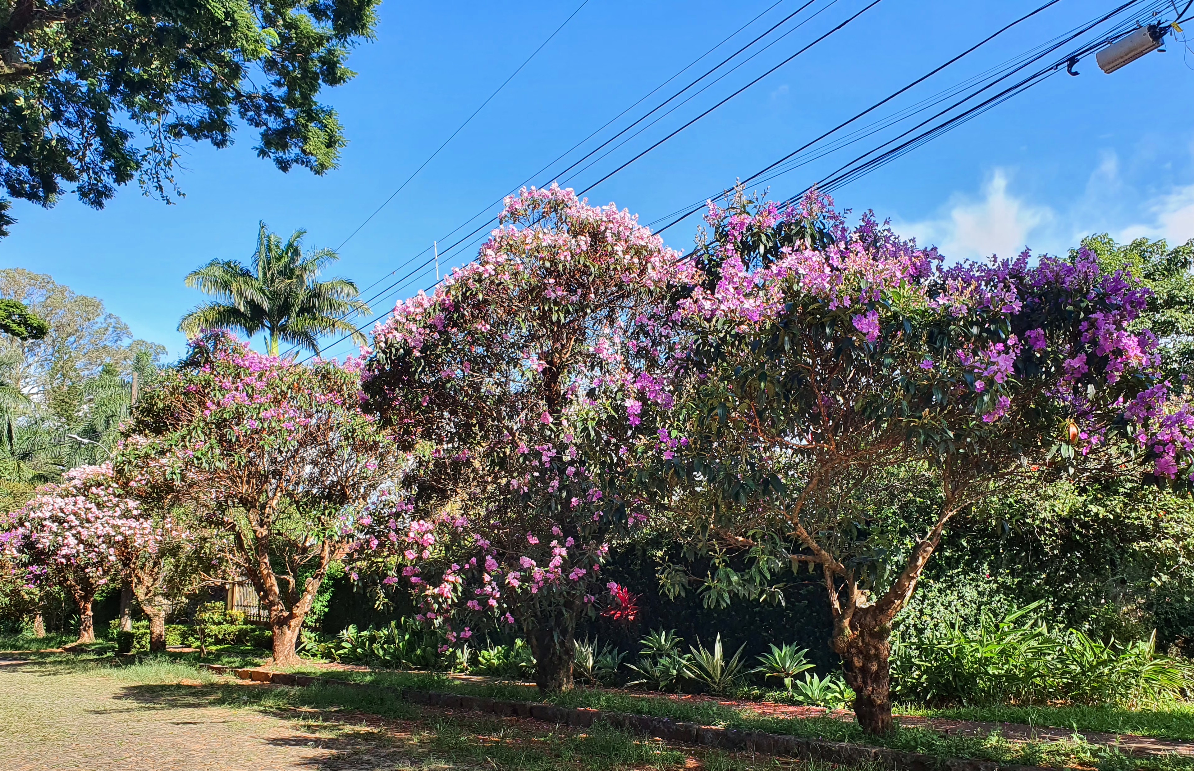 Sequência de quaresmeiras-roxas.