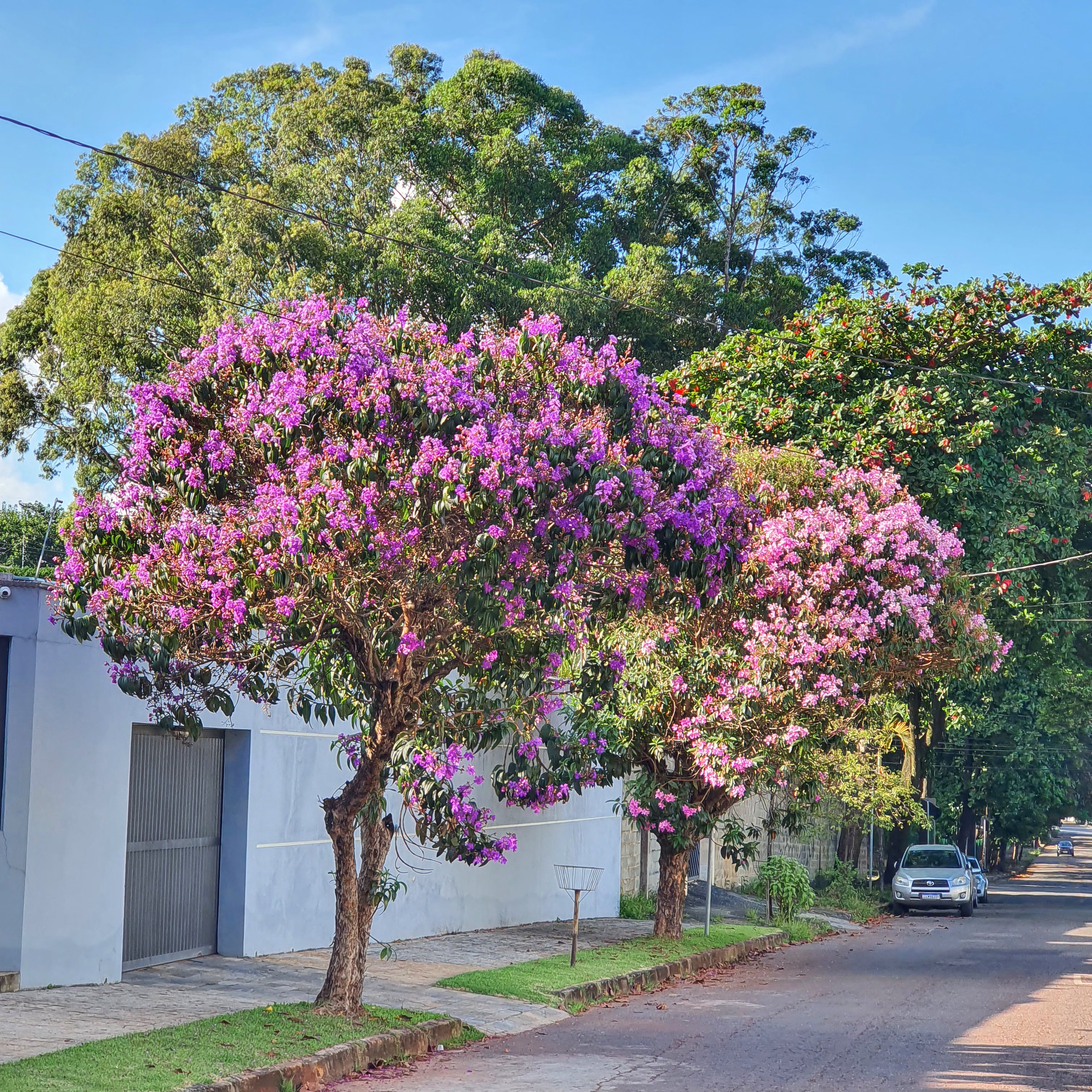 Quaresmeira-roxa florida.