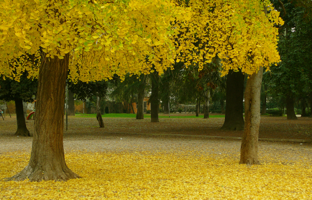 Detalhe da linda folhagem outonal do Ginkgo (Ginkgo biloba)