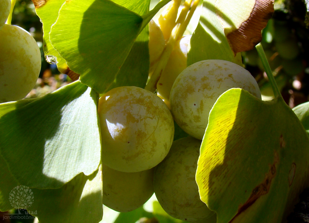 Detalhe dos frutos do Ginkgo (Ginkgo biloba)