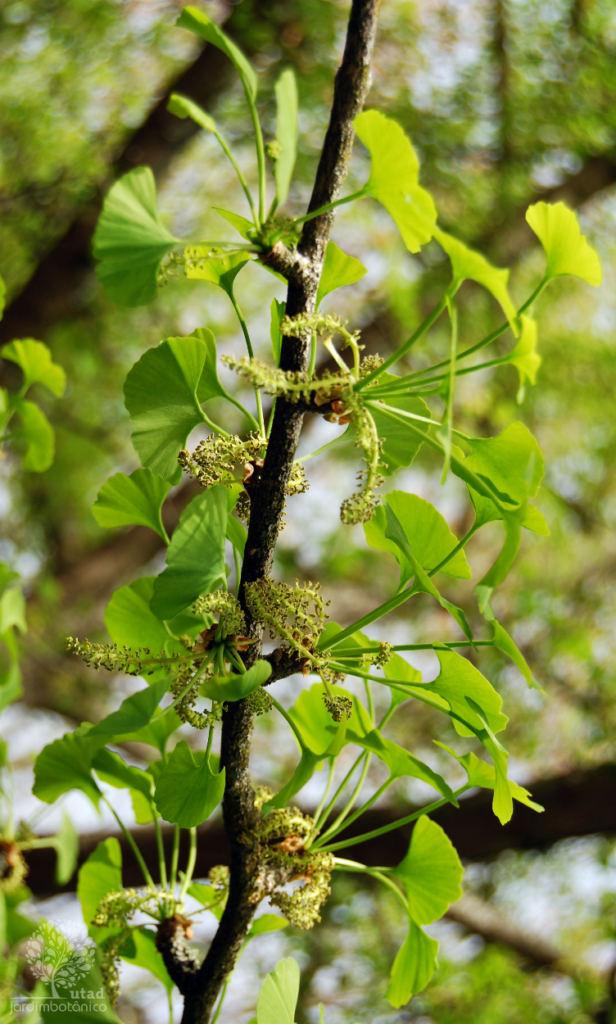 Detalhe das folhas do Ginkgo (Ginkgo biloba)