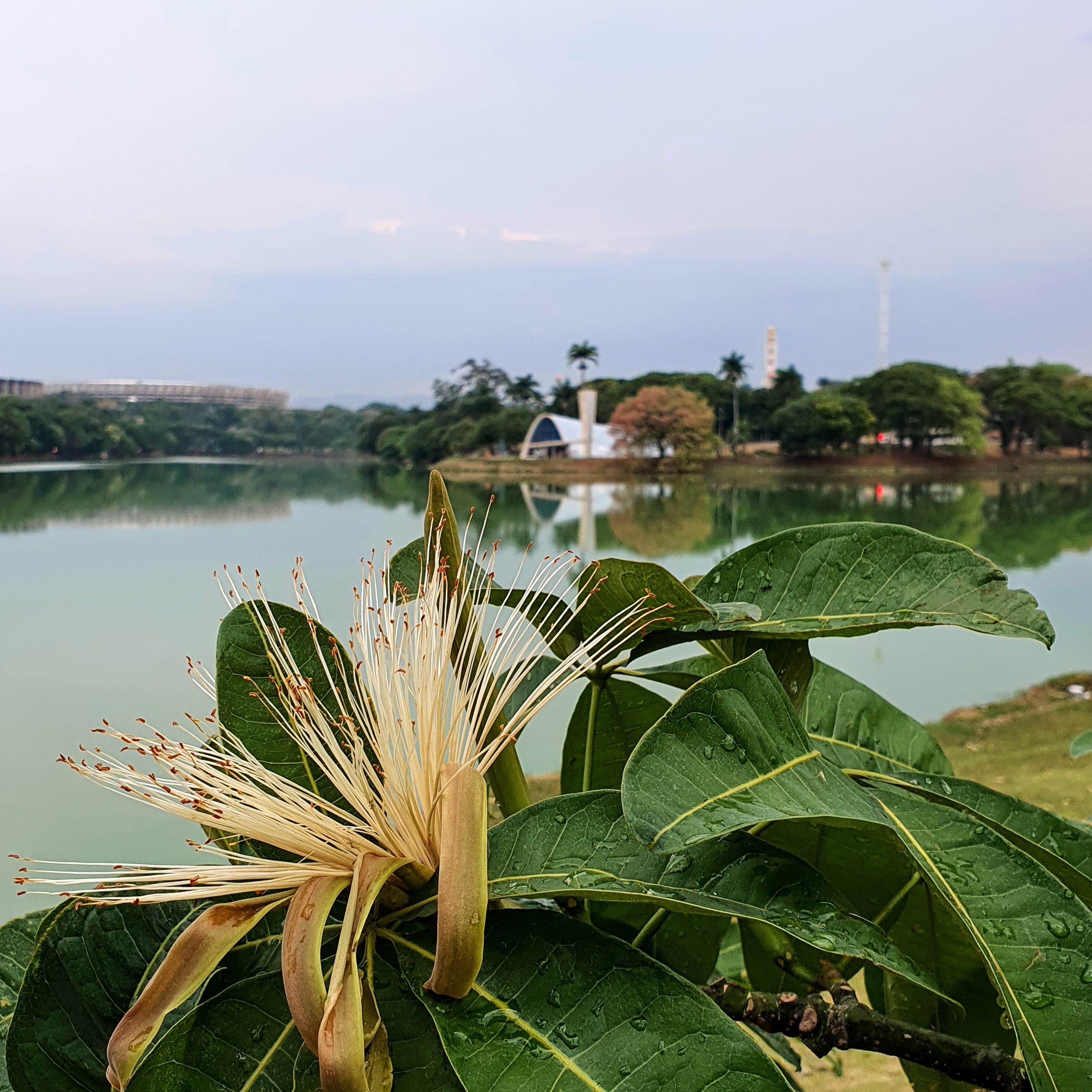 Castanha-do-maranhão.