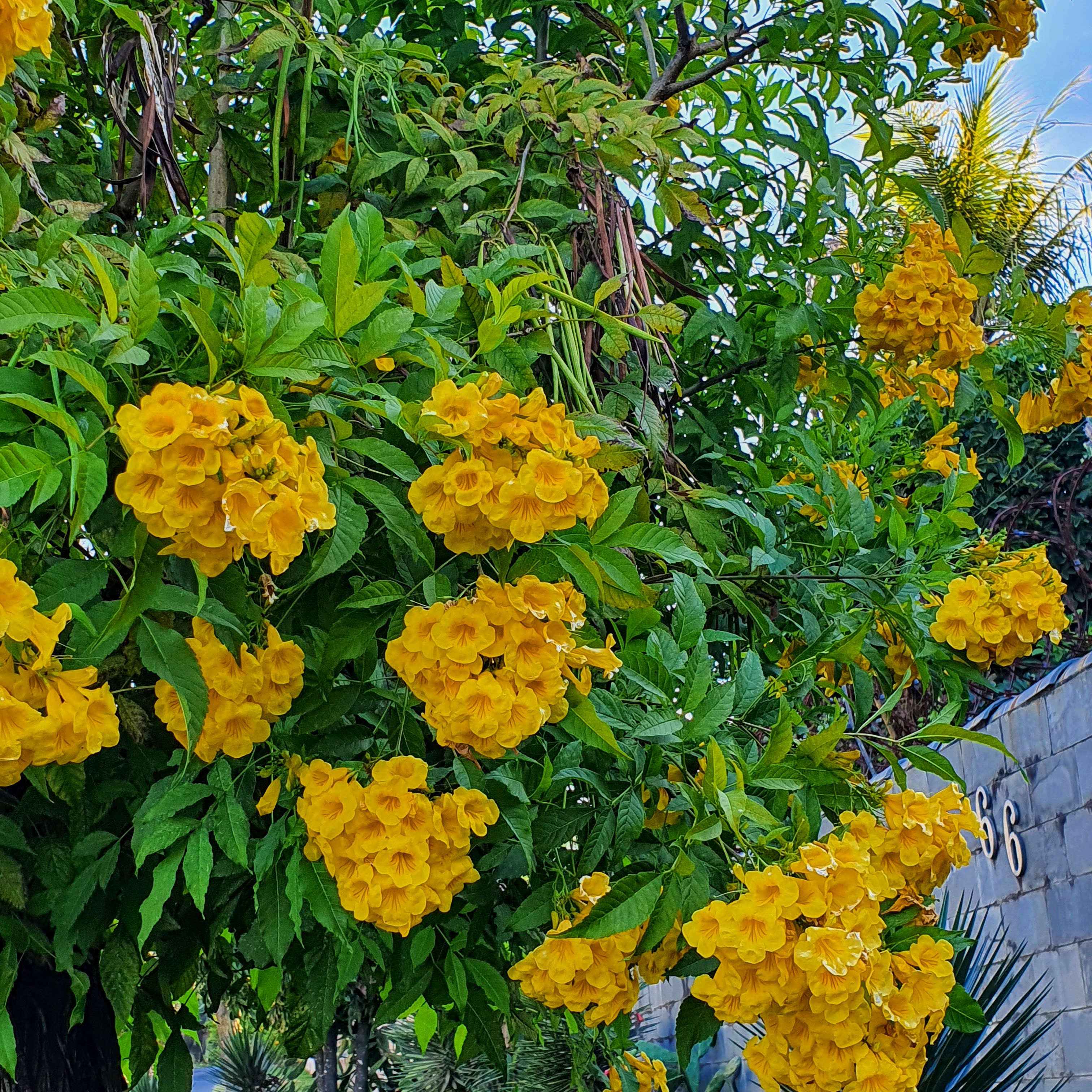 Flores amarelas campanuladas do ipê-mirim.