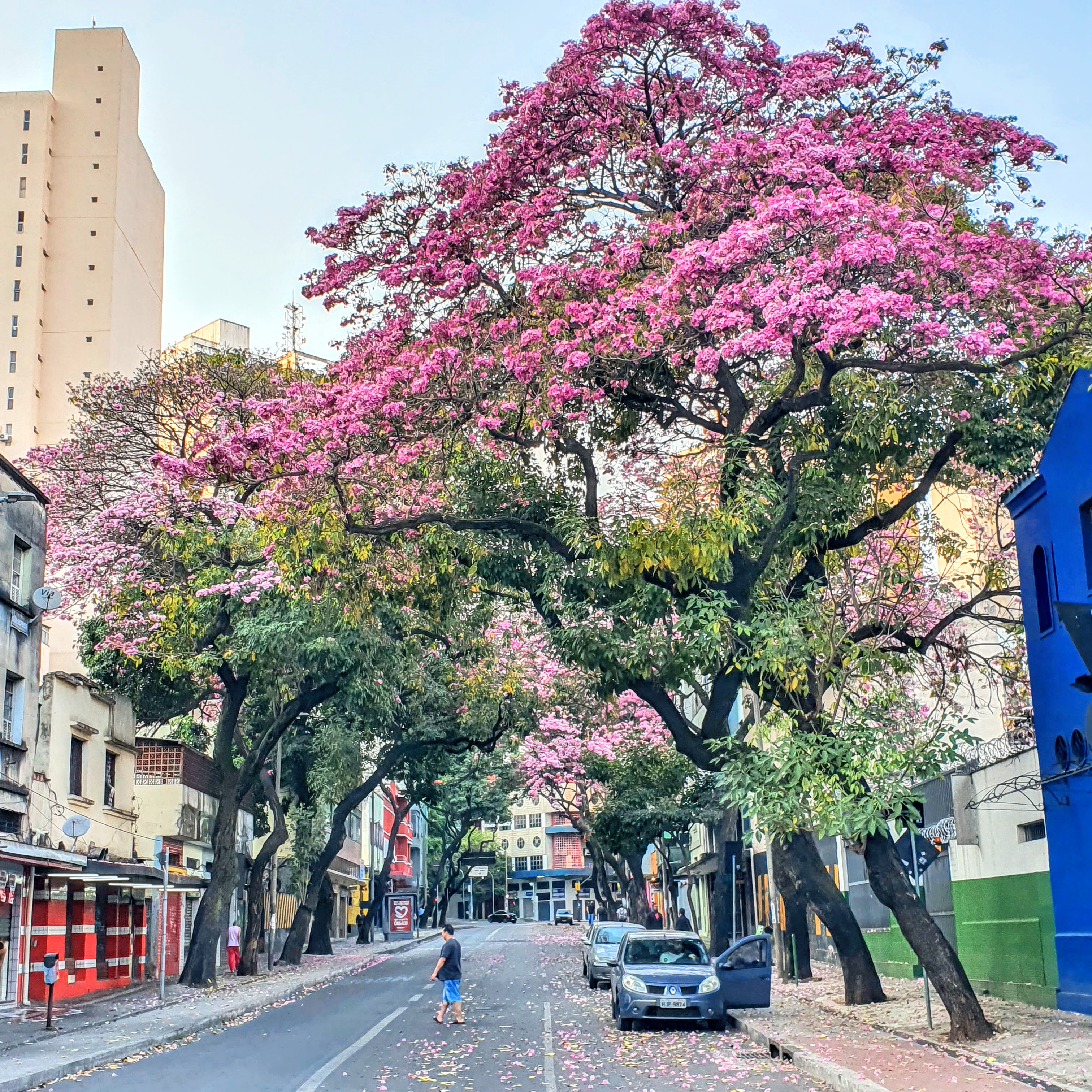 Ipês-bálsamo floridos.