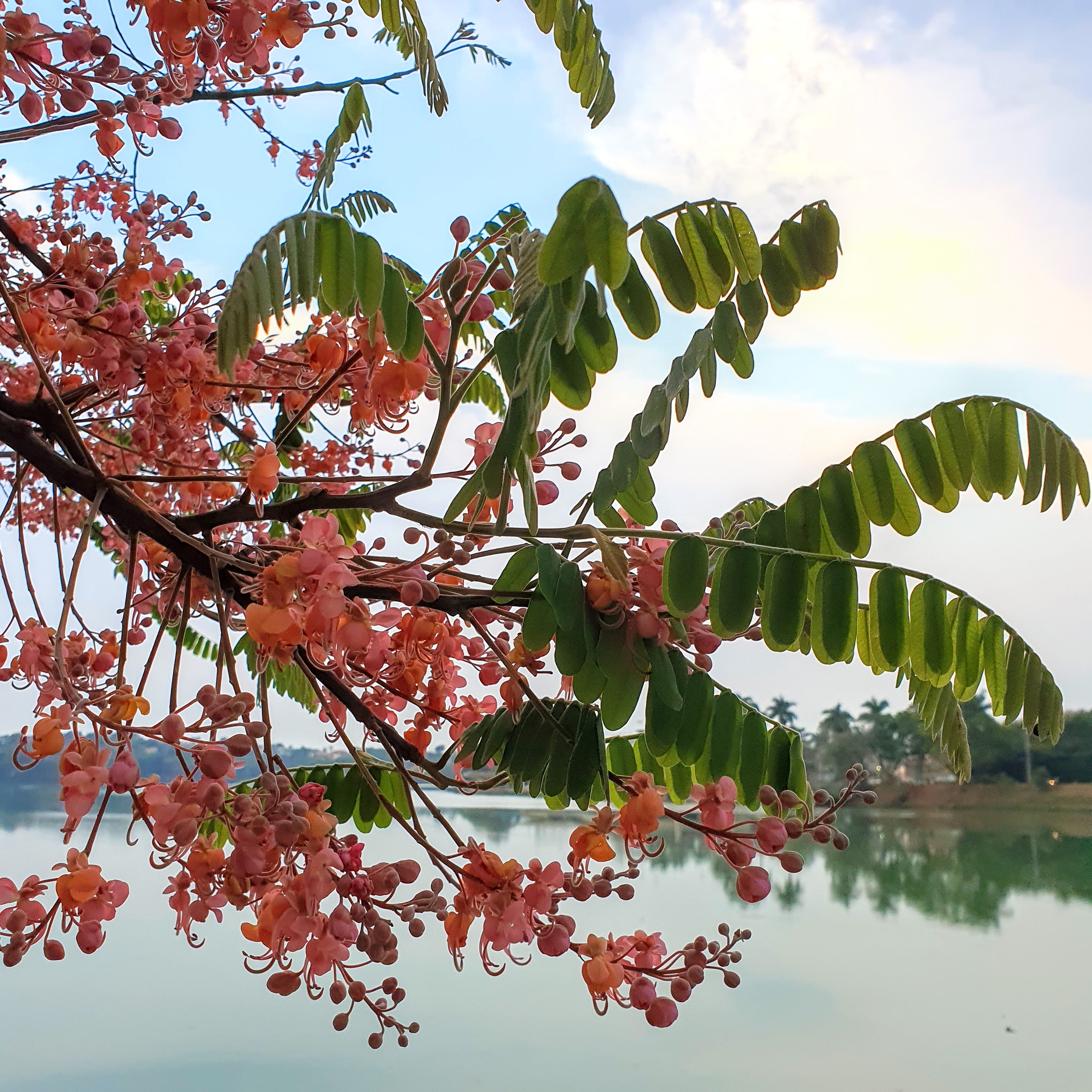 Cassia Grandis Cássia Rosa Biologia Da Paisagem 