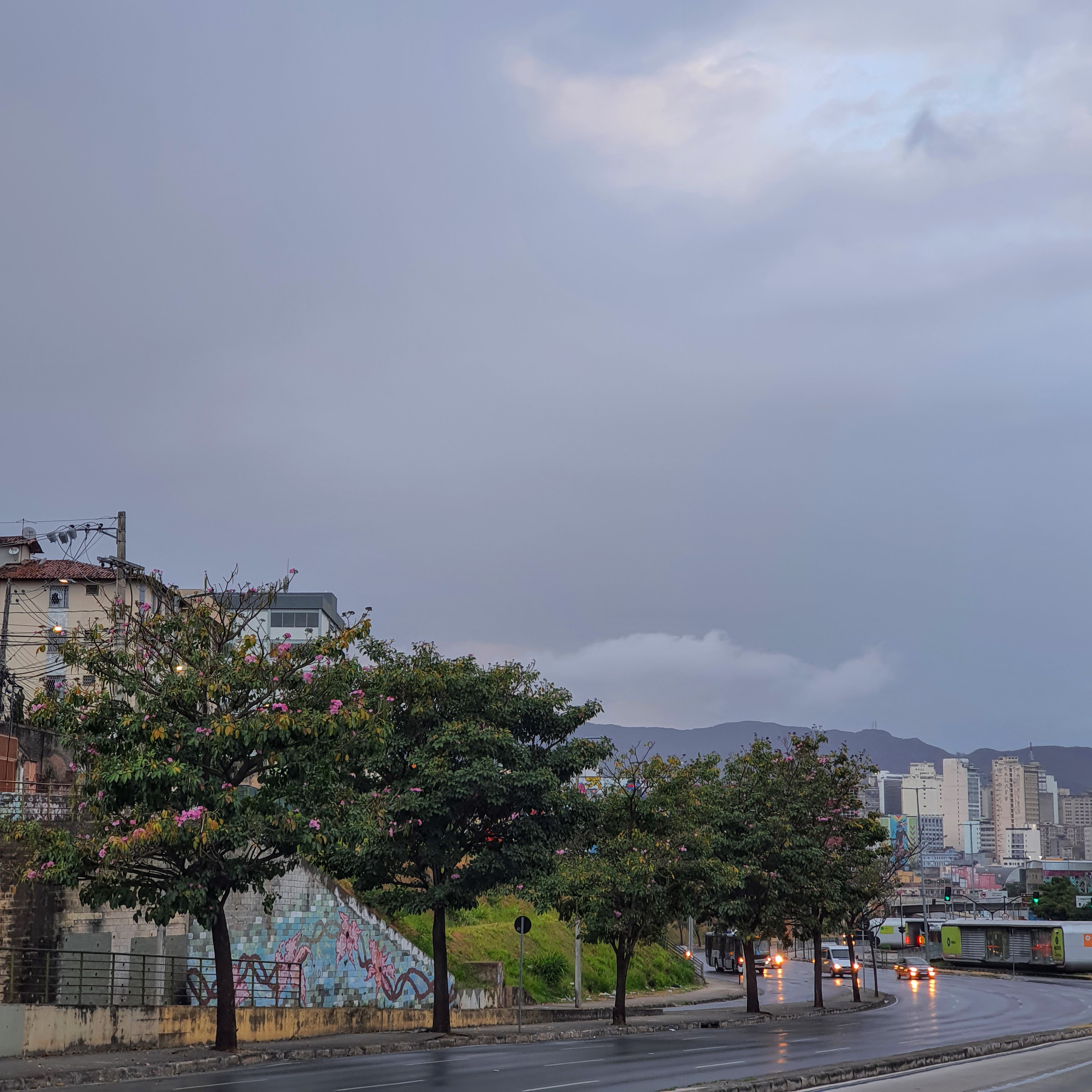 Ipês-bálsamo sem flores.