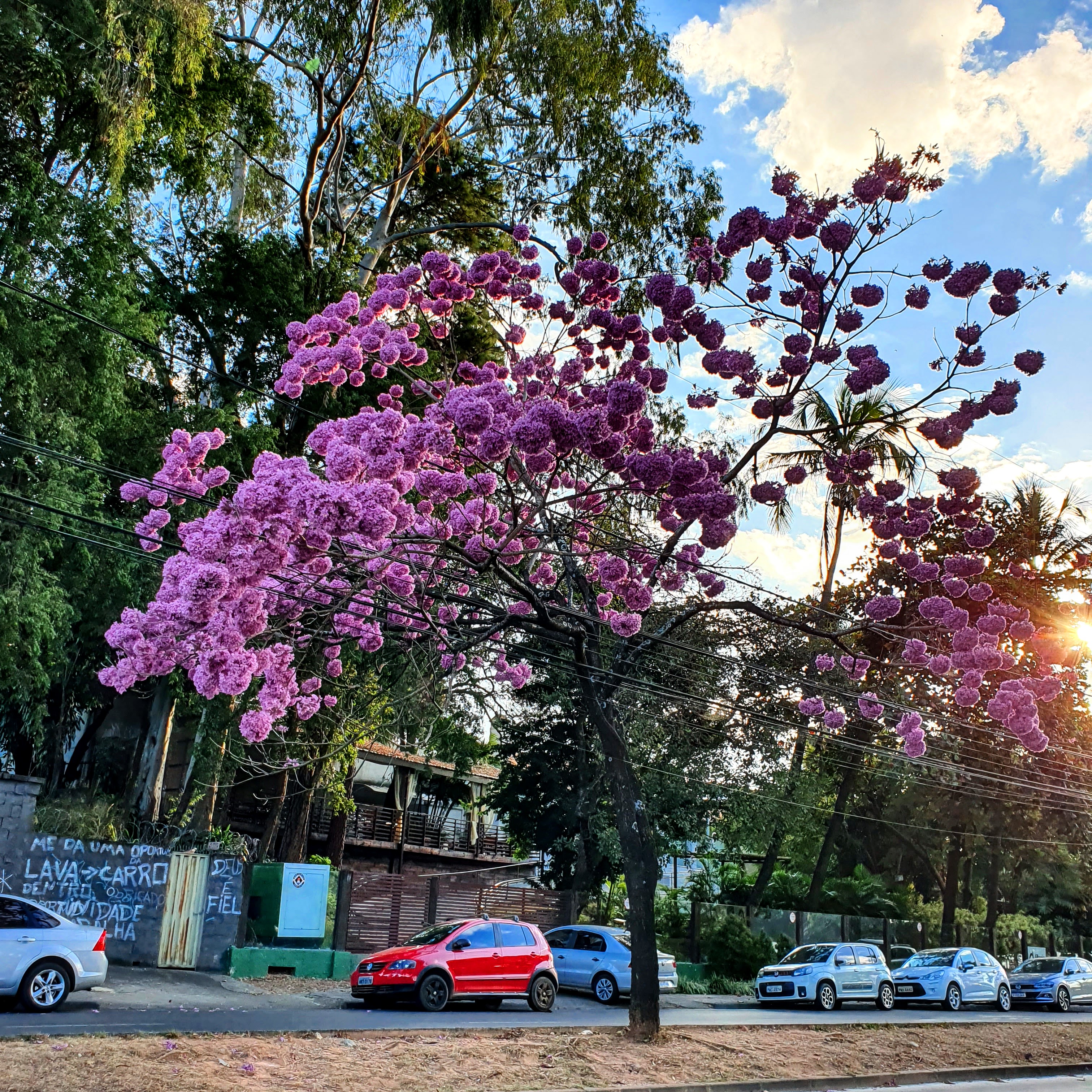 Ipê-roxo-de-bola florido.