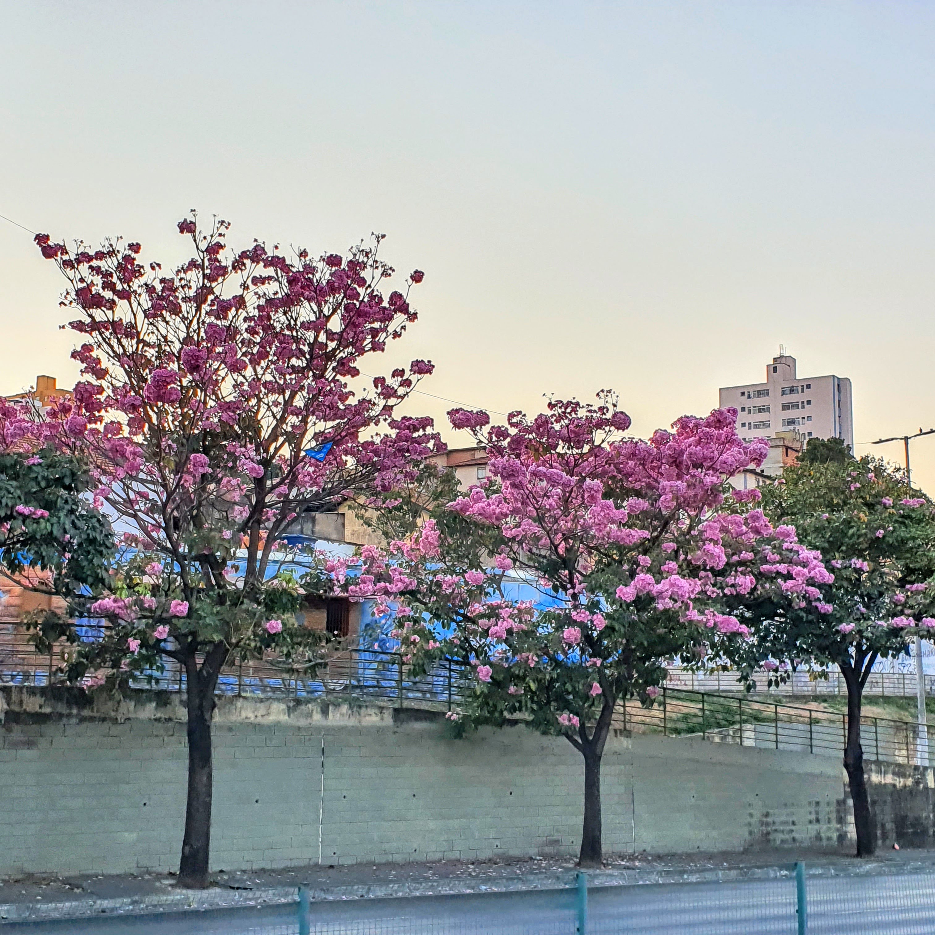 Ipês-bálsamo floridos.