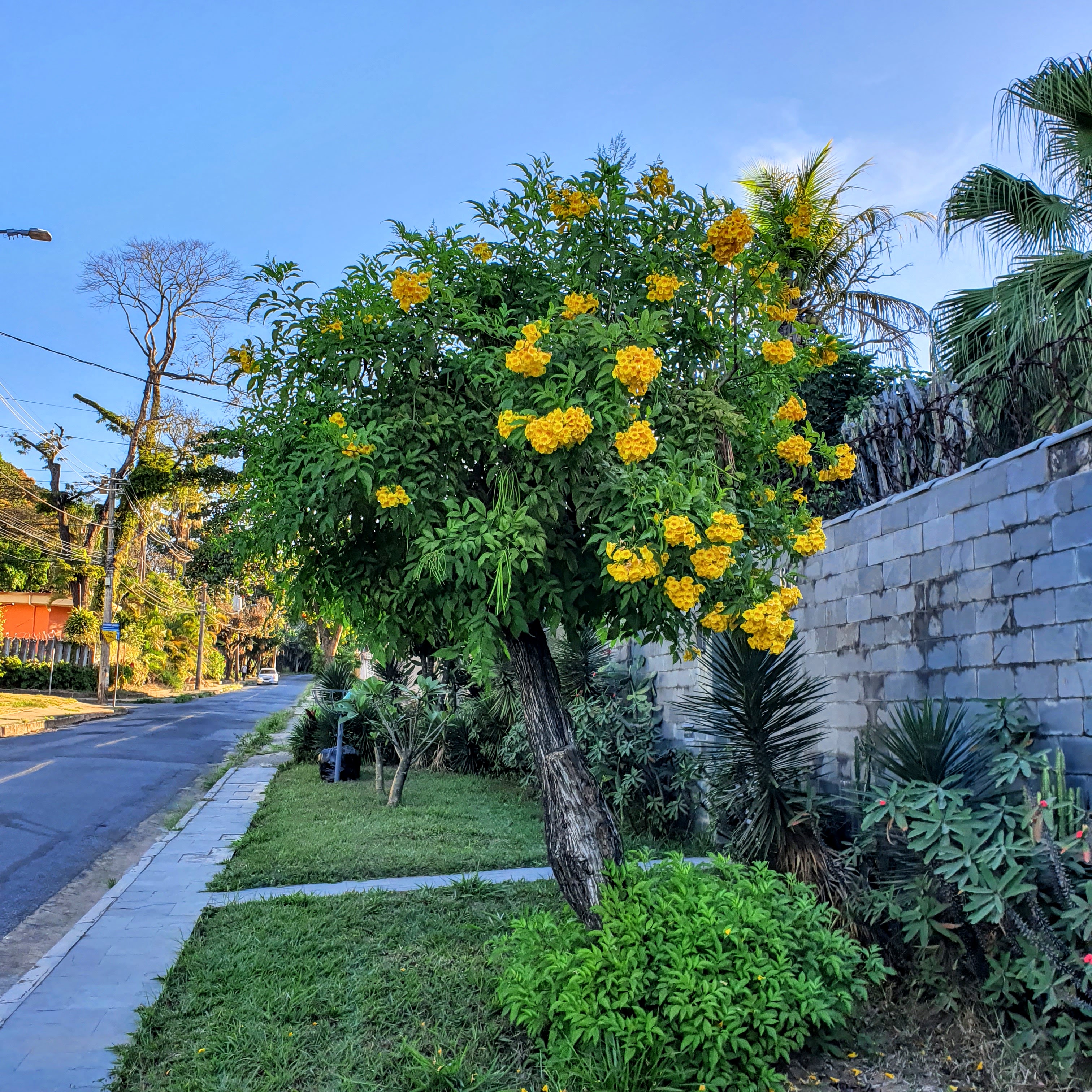 Floração do ipê-mirim.