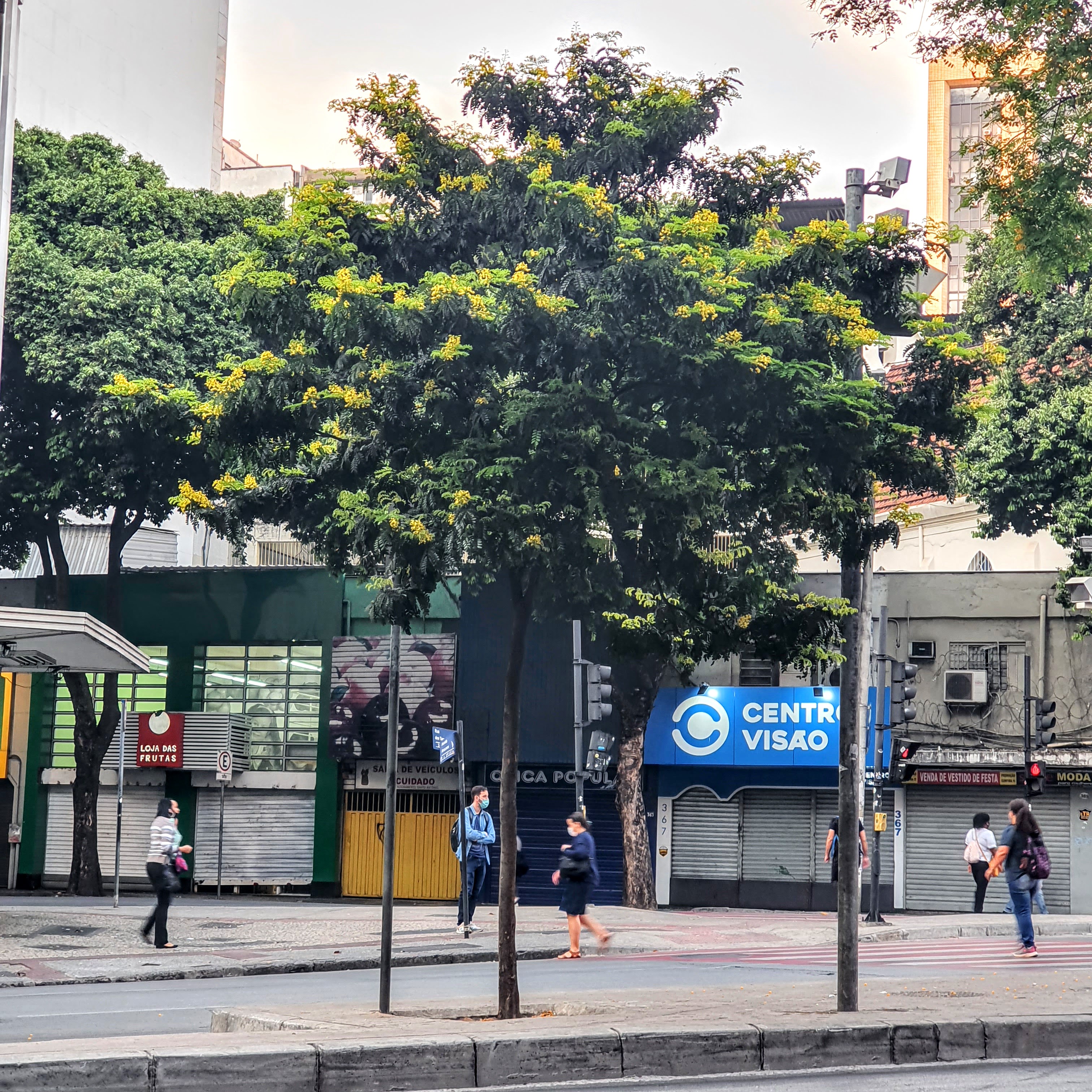 Pau-brasil muito florido.